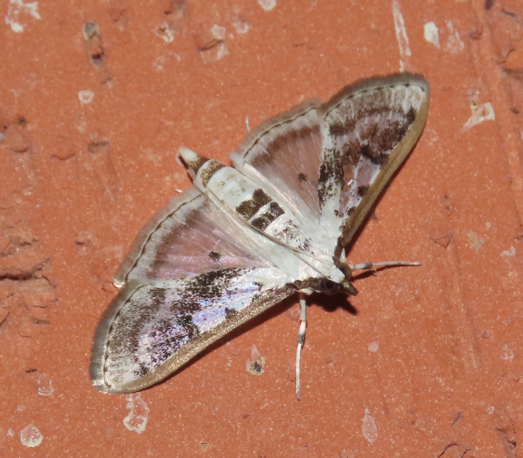 A close up of a moth on a brick surface