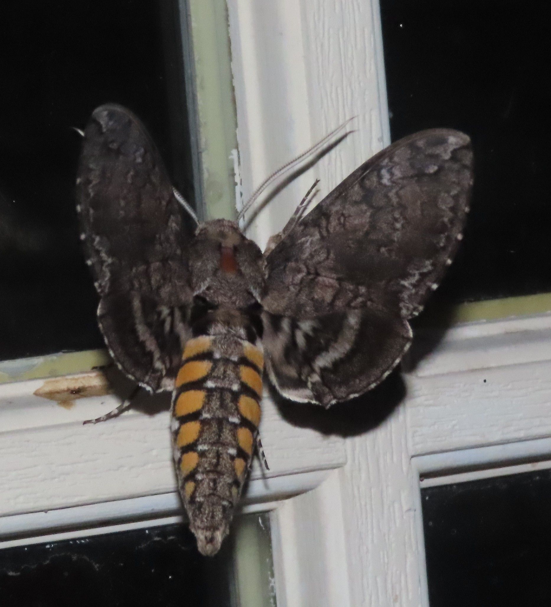 A moth is sitting on a window sill at night