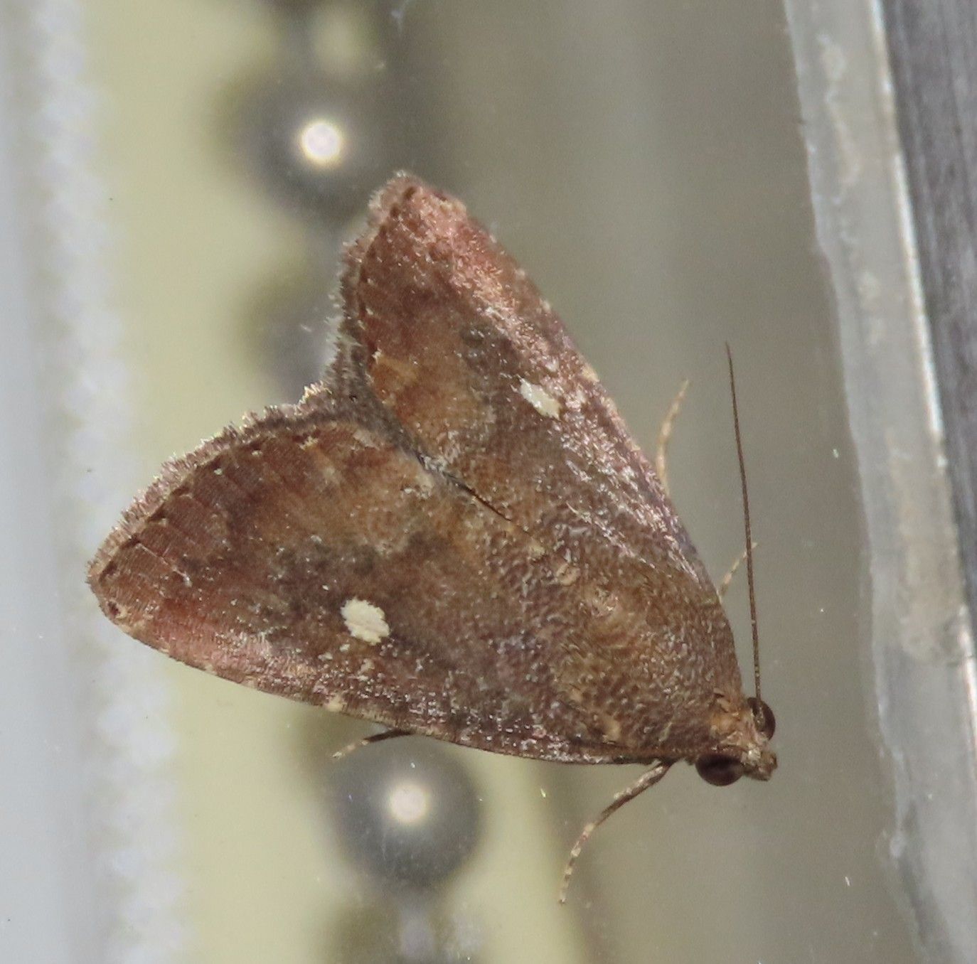 A close up of a moth on a chain