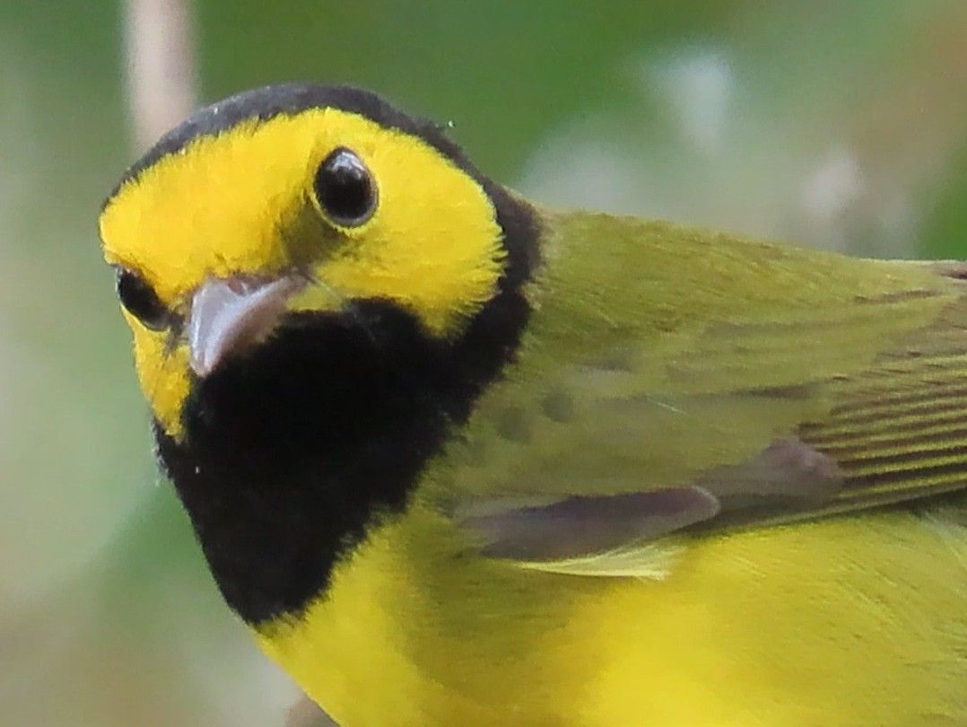 A close up of a yellow and black bird with a black beak.
