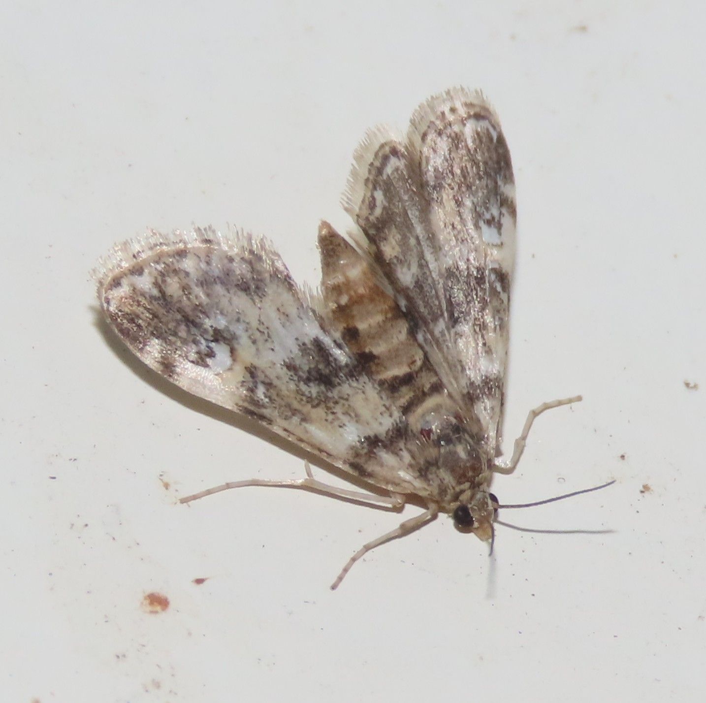 A close up of a moth on a white surface