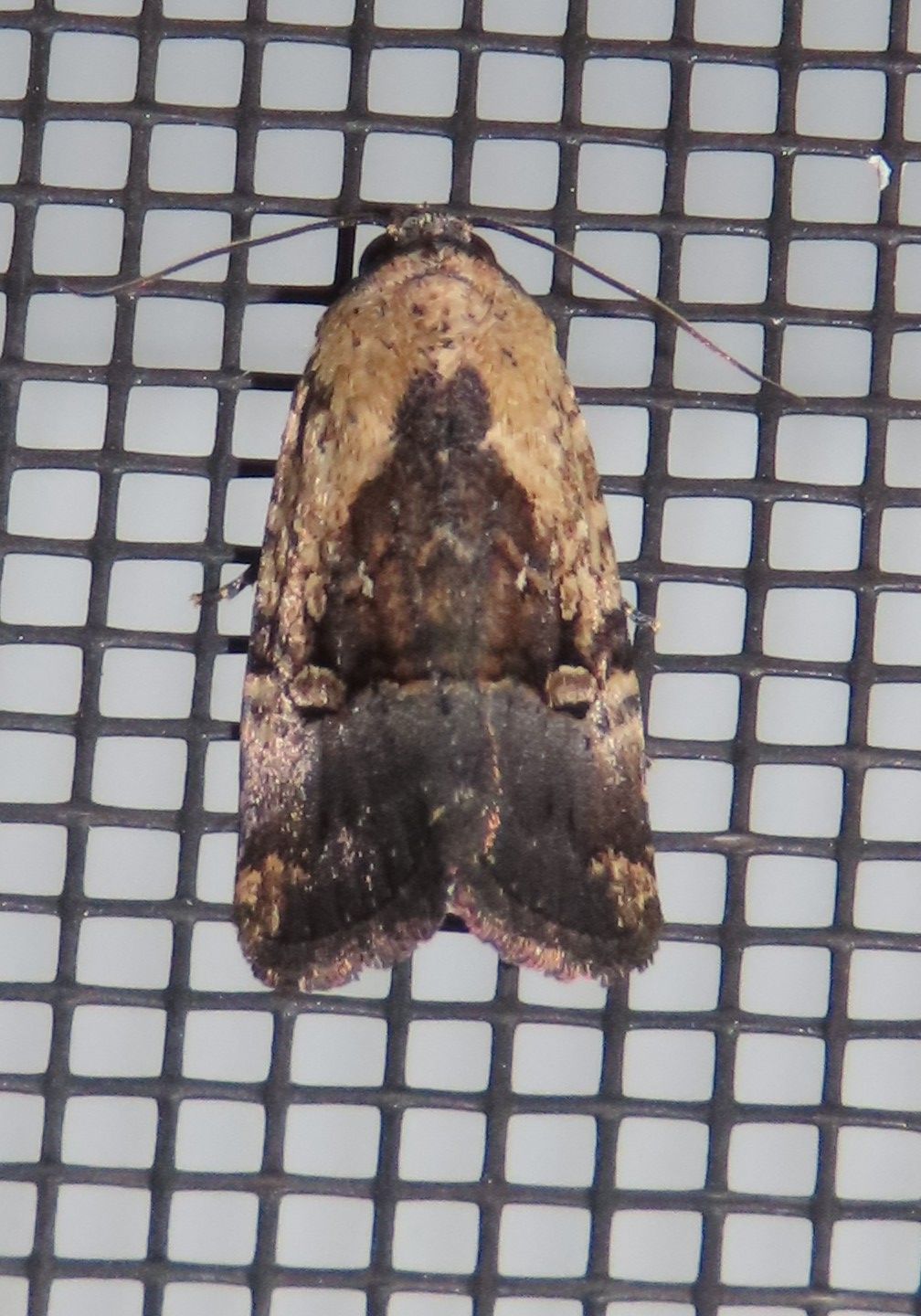 A moth is sitting on a black mesh screen
