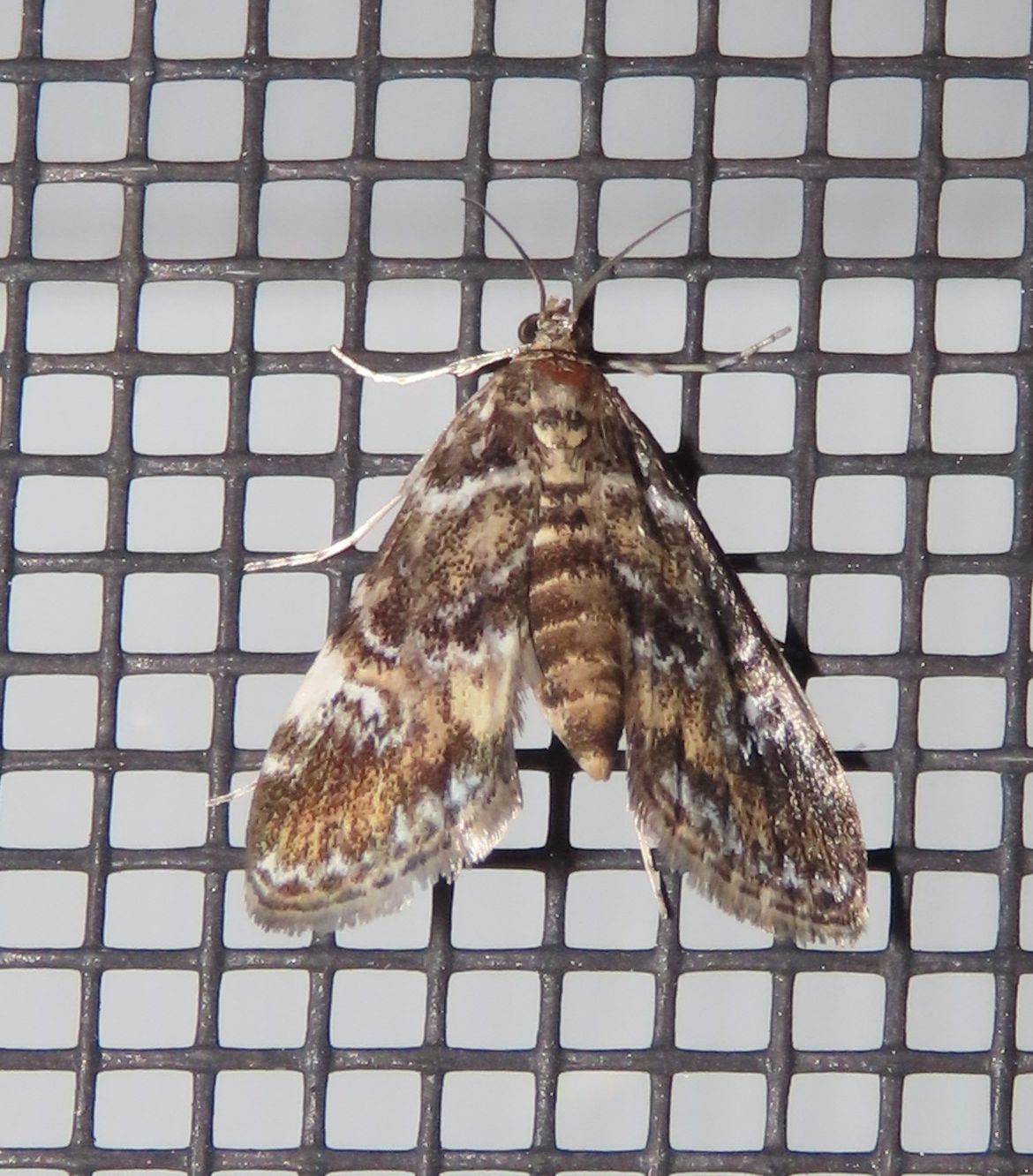 A moth is sitting on a black mesh screen