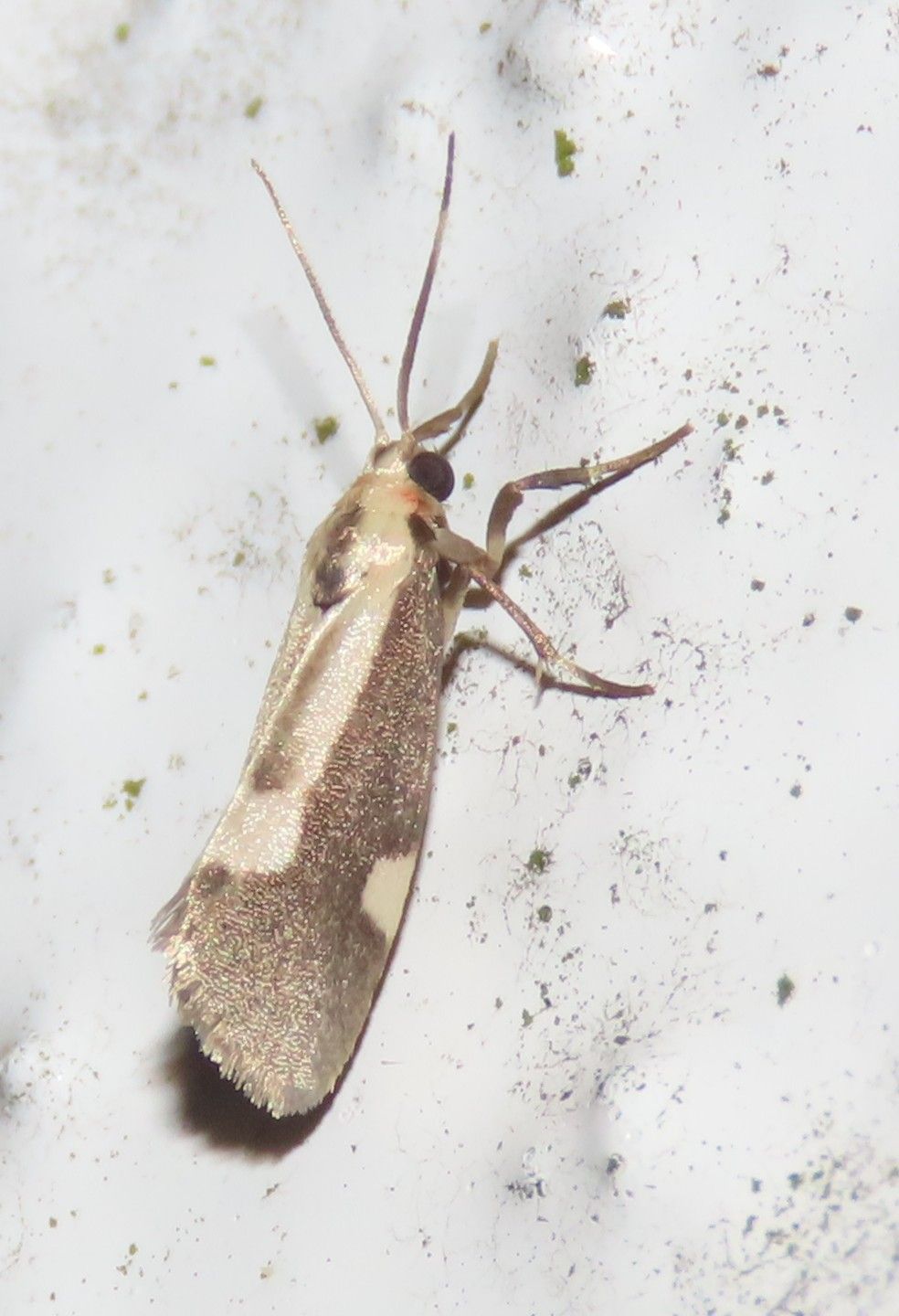 A close up of a moth on a white surface