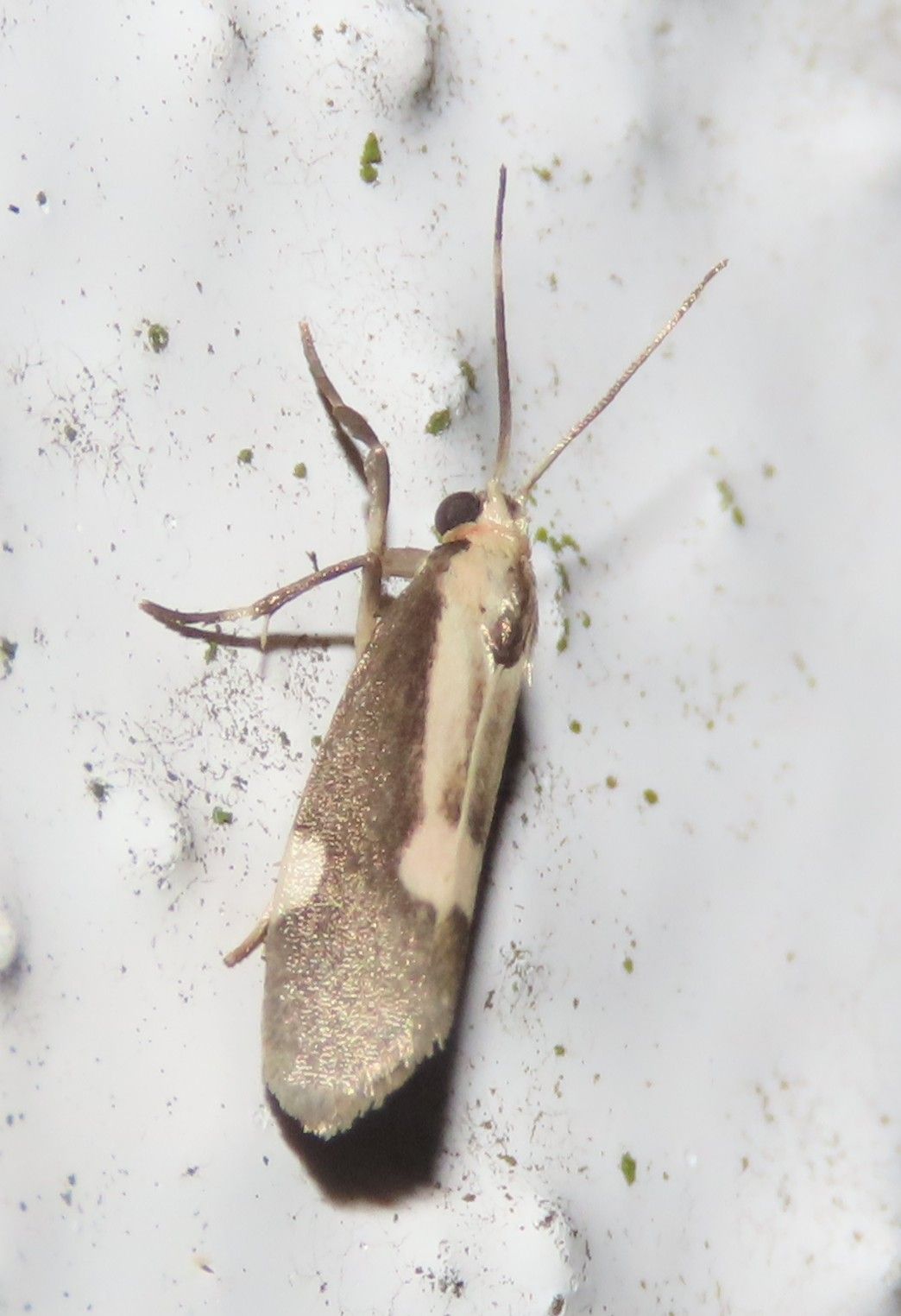 A small brown and white moth is sitting on a white surface.