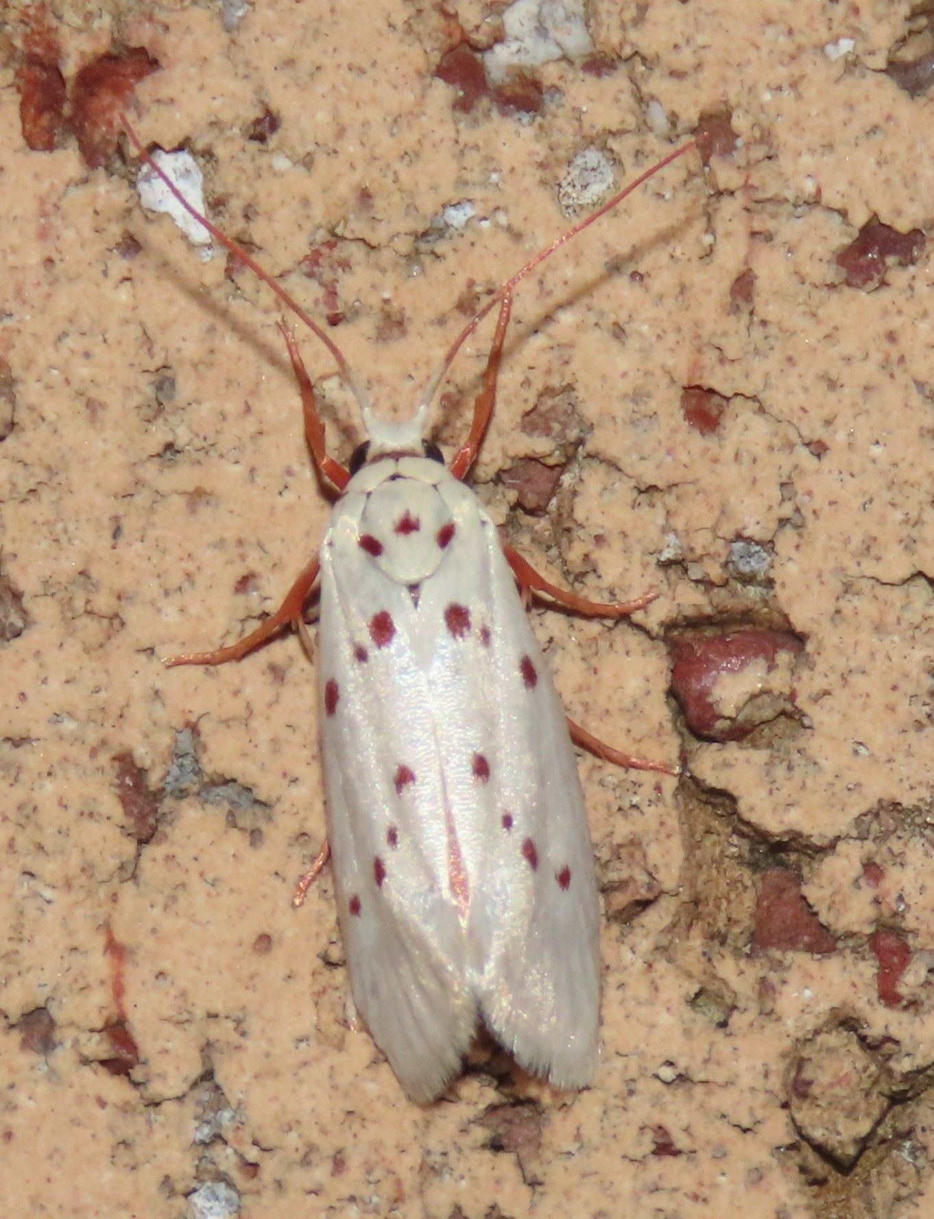 A white moth with red spots is sitting on a brown surface.