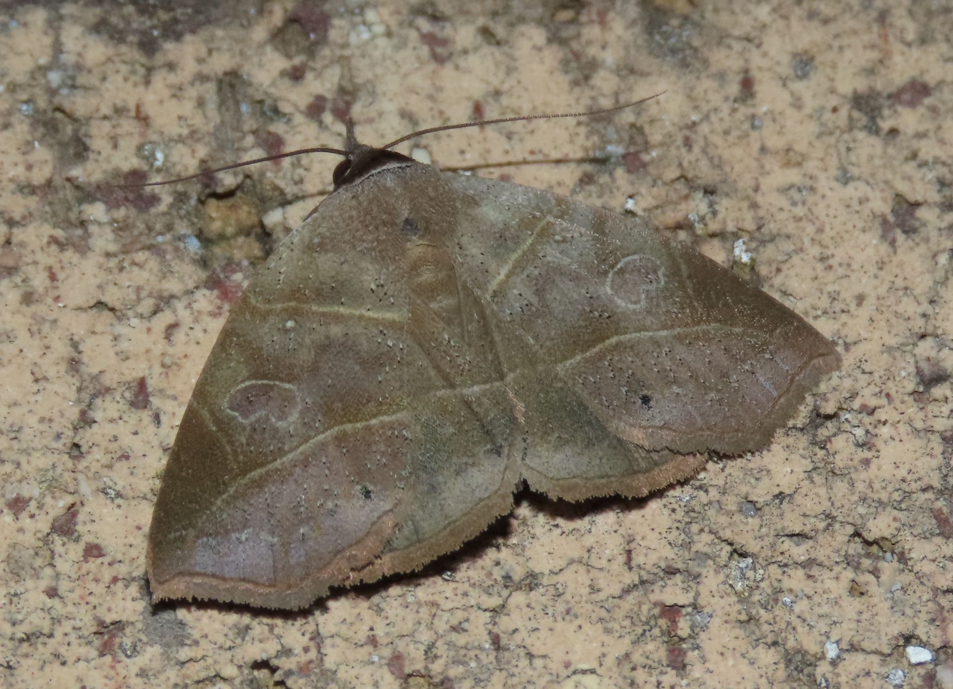 A moth is sitting on a concrete surface.