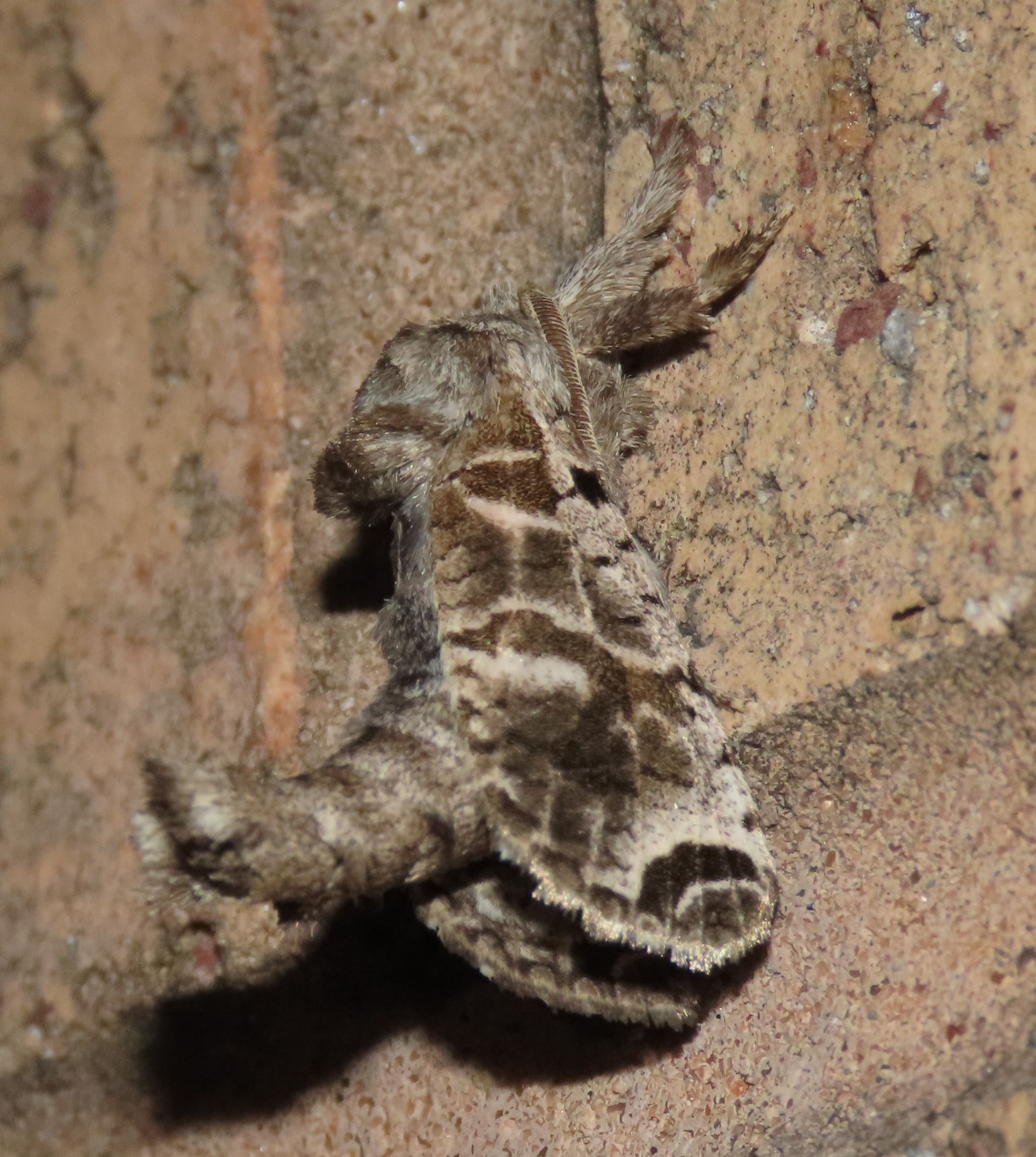 A close up of a moth on a brick wall.