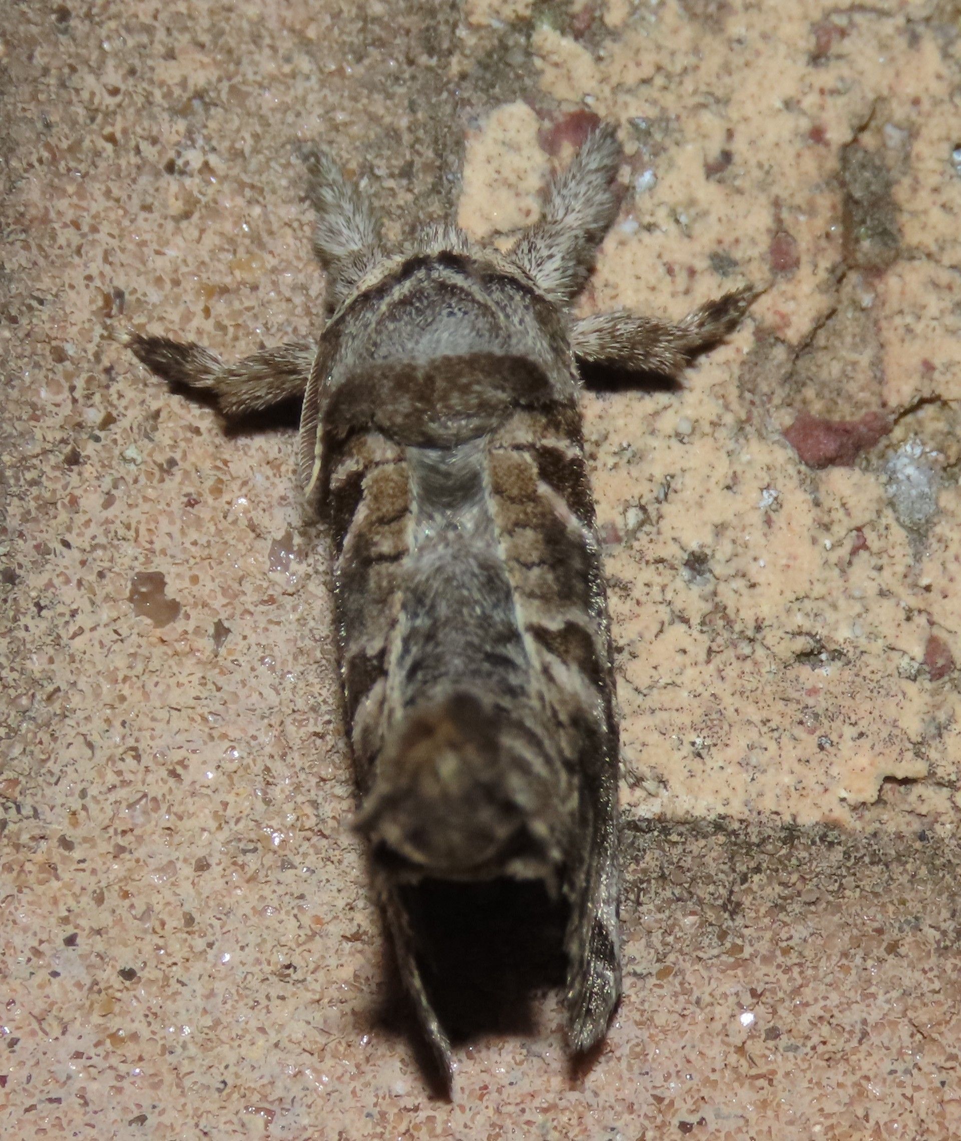 A close up of a bug laying on the ground