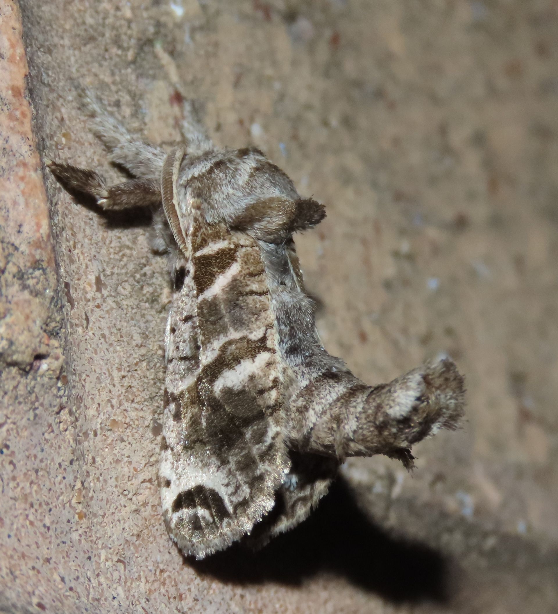 A close up of a moth on a brick wall.