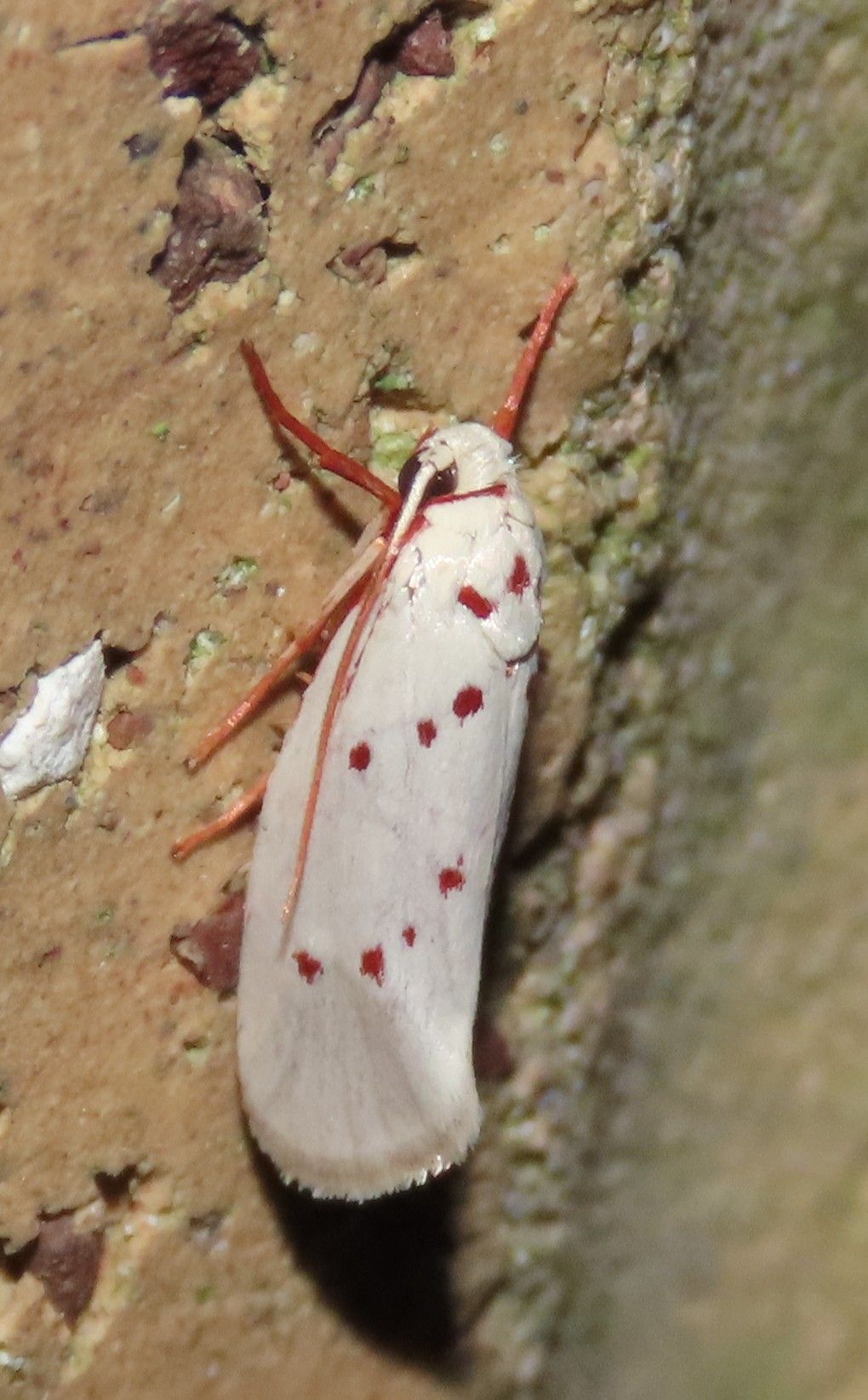 A white moth with red spots is sitting on a rock.