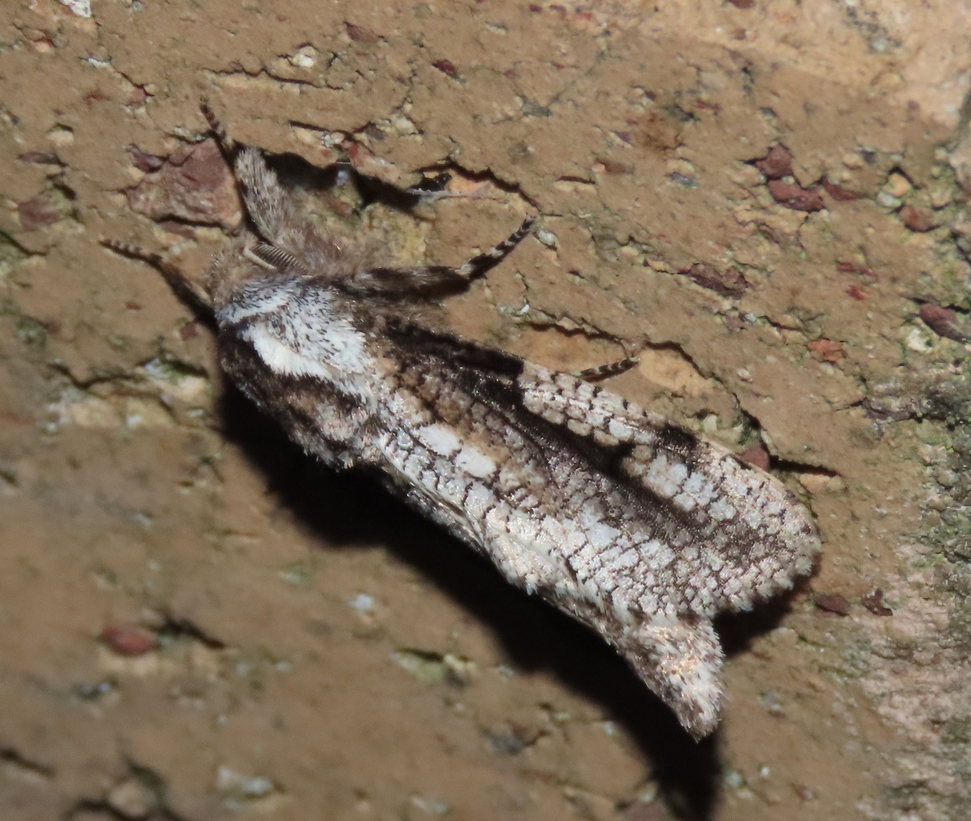 A close up of a moth on a rock