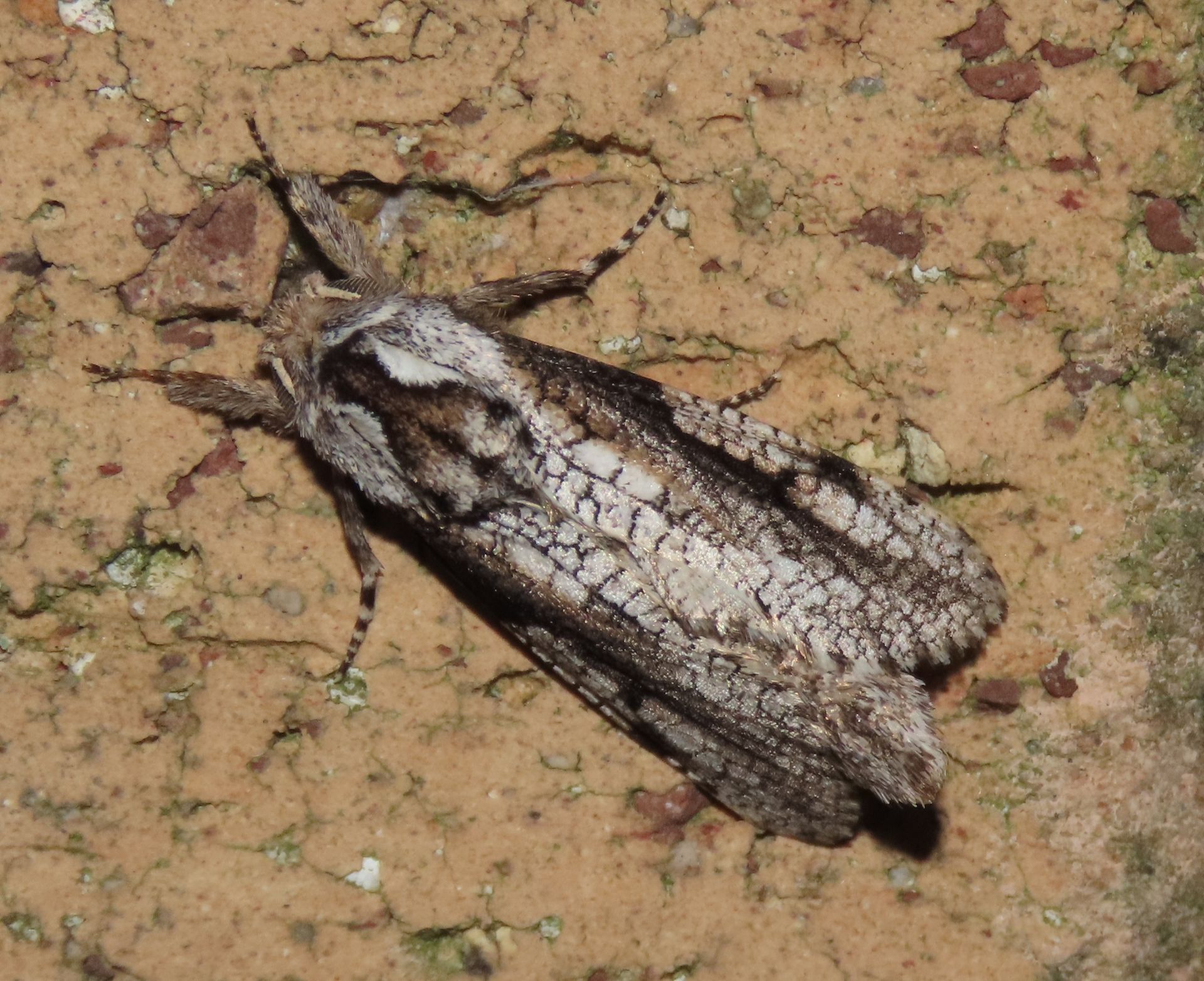 A close up of a moth laying on the ground