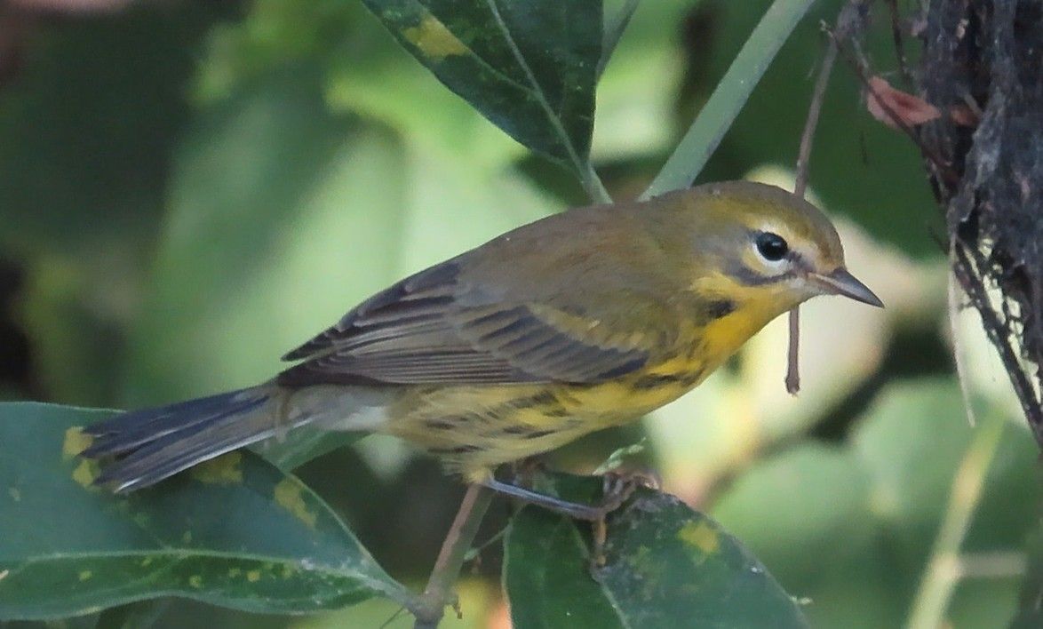 A small yellow bird perched on a green leaf
