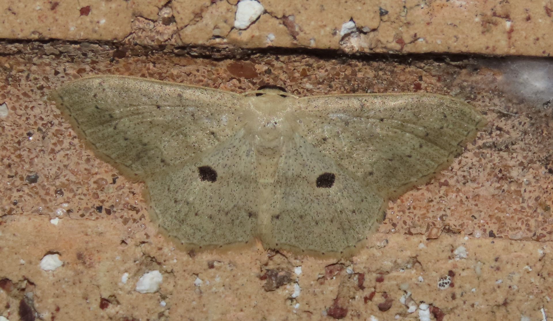 A moth is sitting on a brick wall.