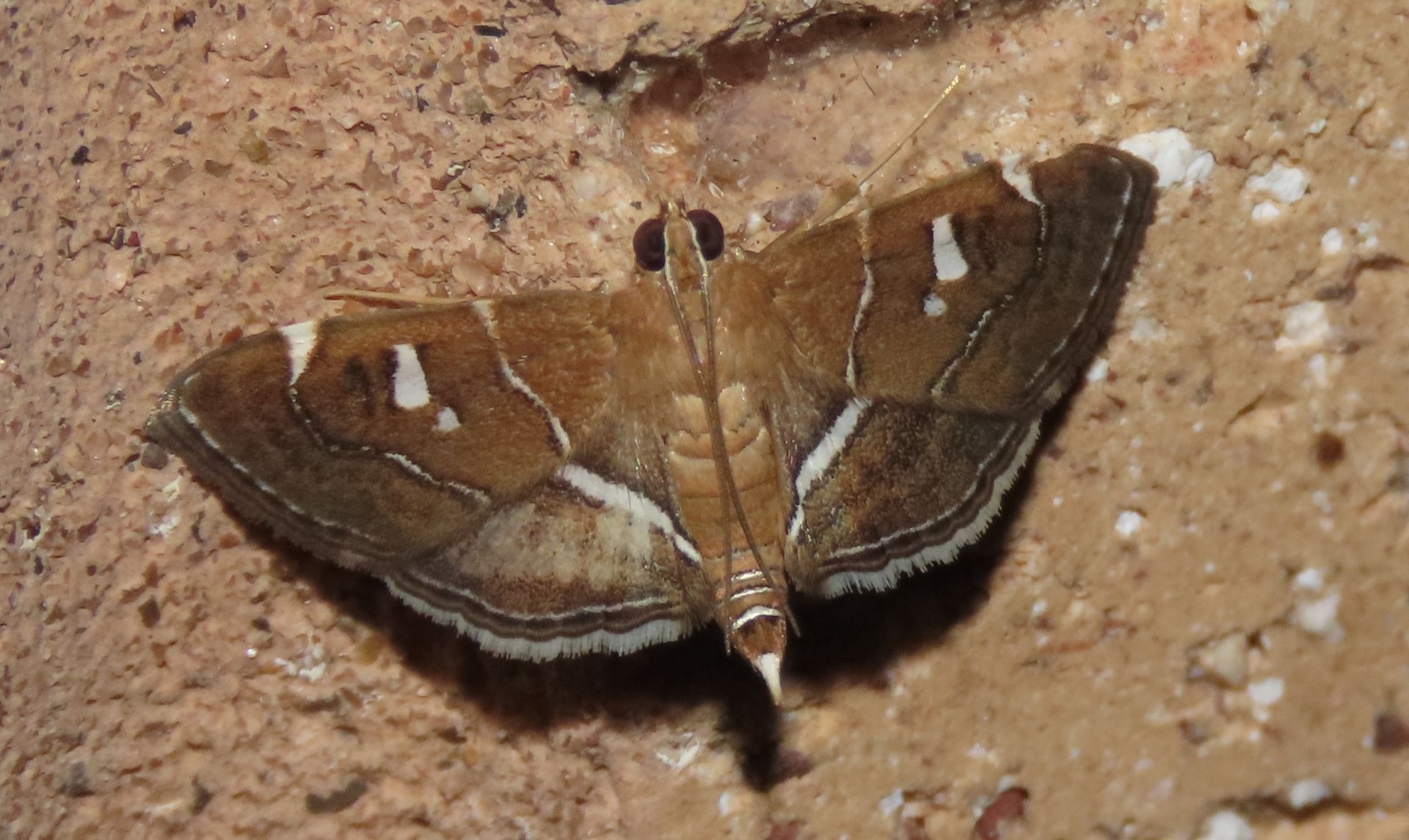 A brown and white moth is sitting on a rock.