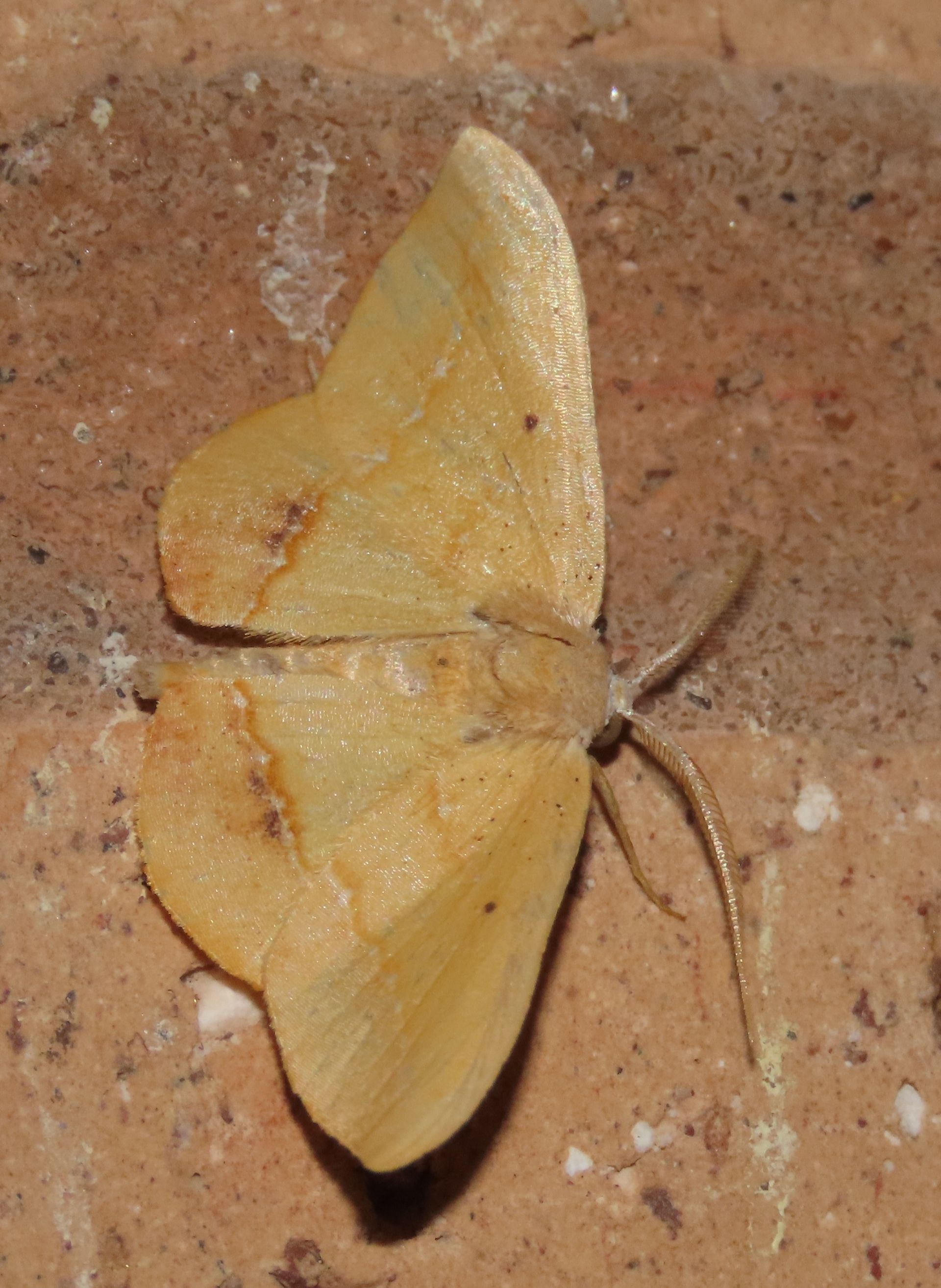 A yellow moth is sitting on a brick wall.