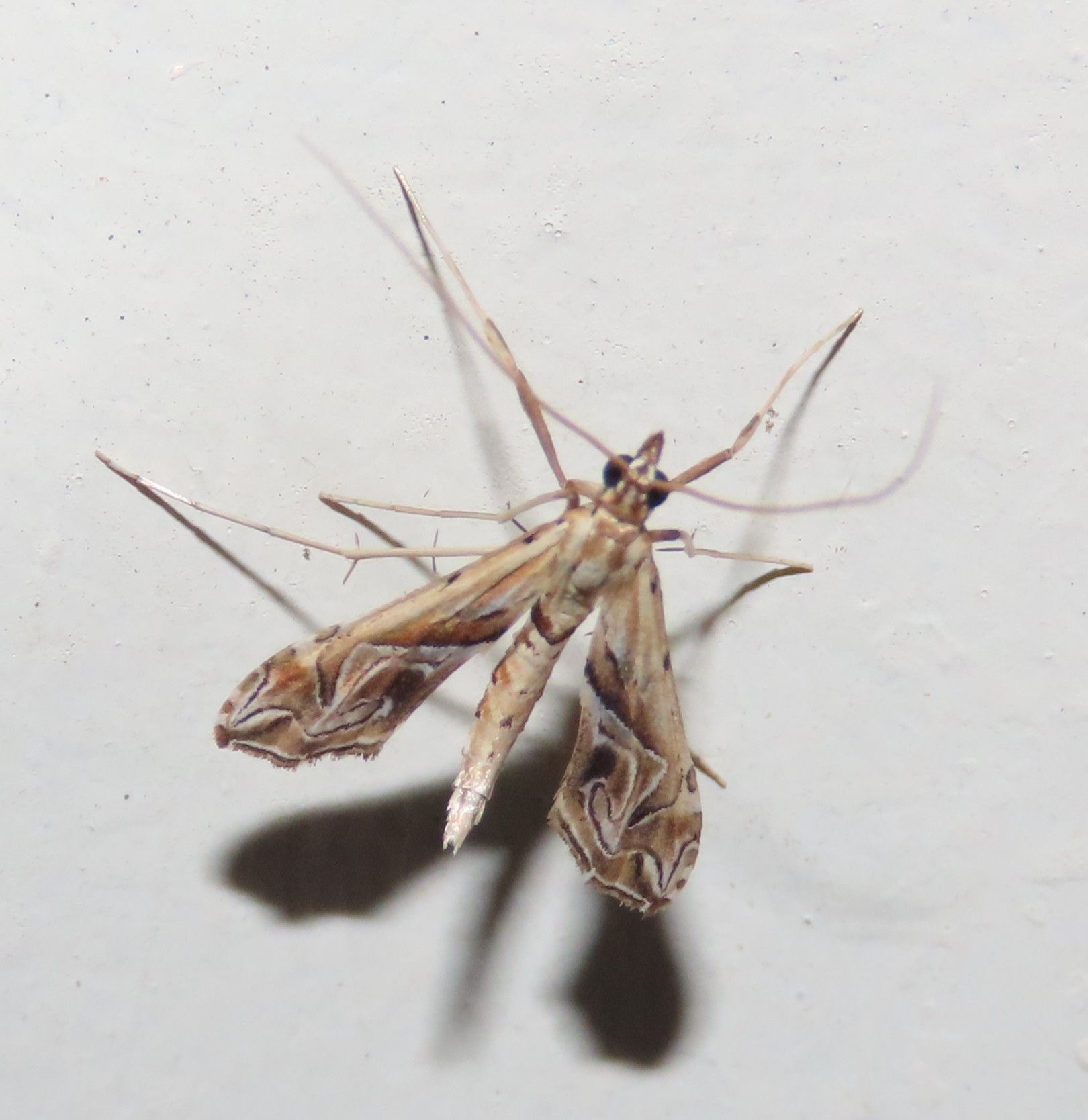 A close up of a moth on a white surface