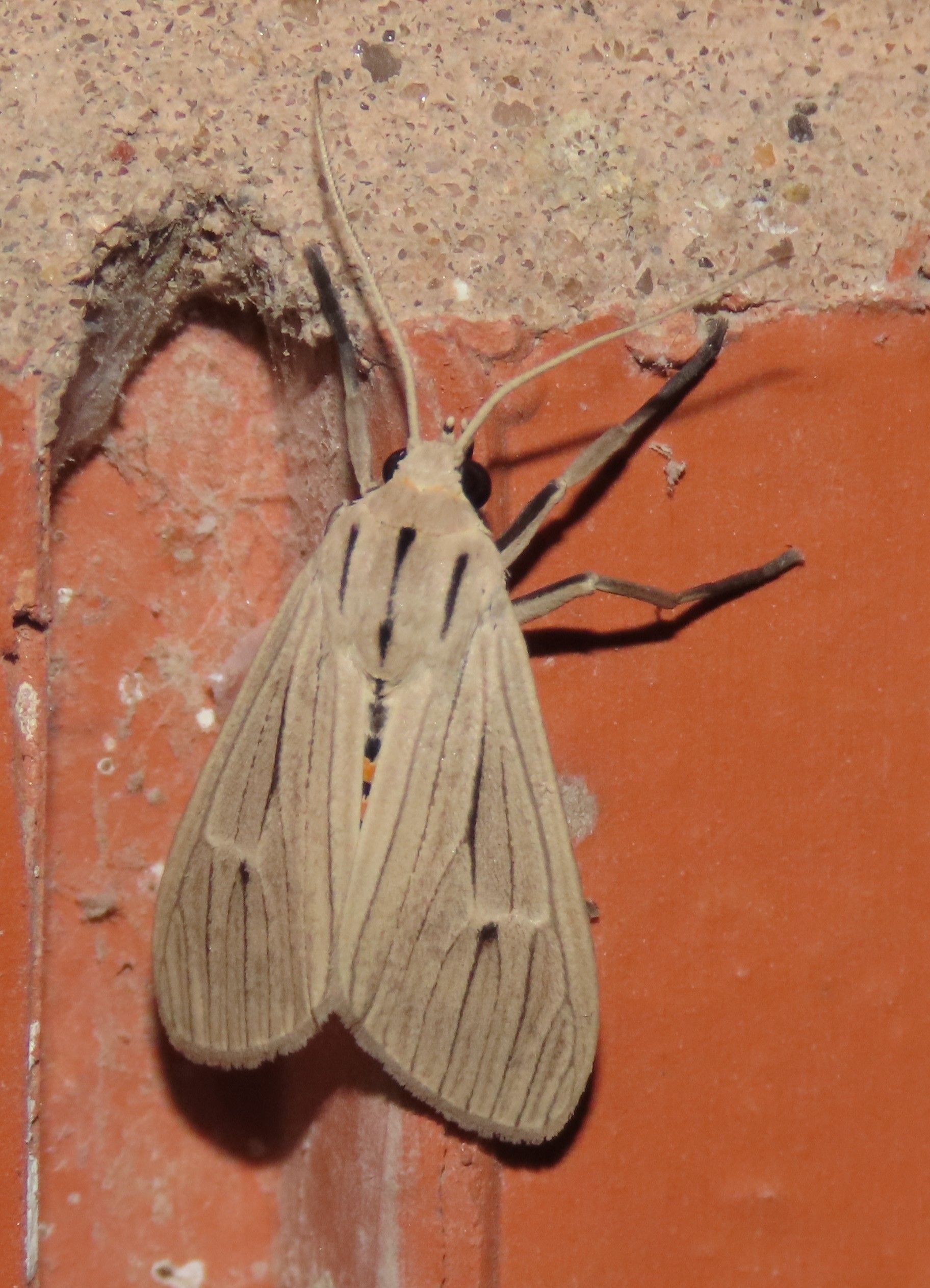 A close up of a moth on a brick wall