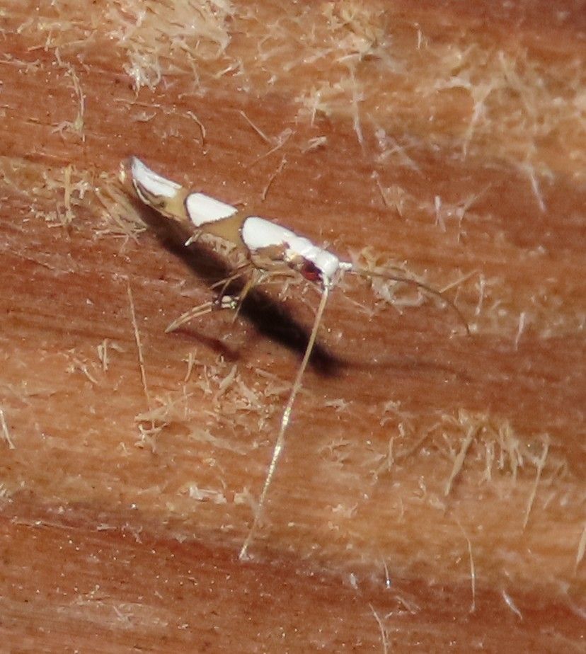 A small bug is sitting on a piece of wood