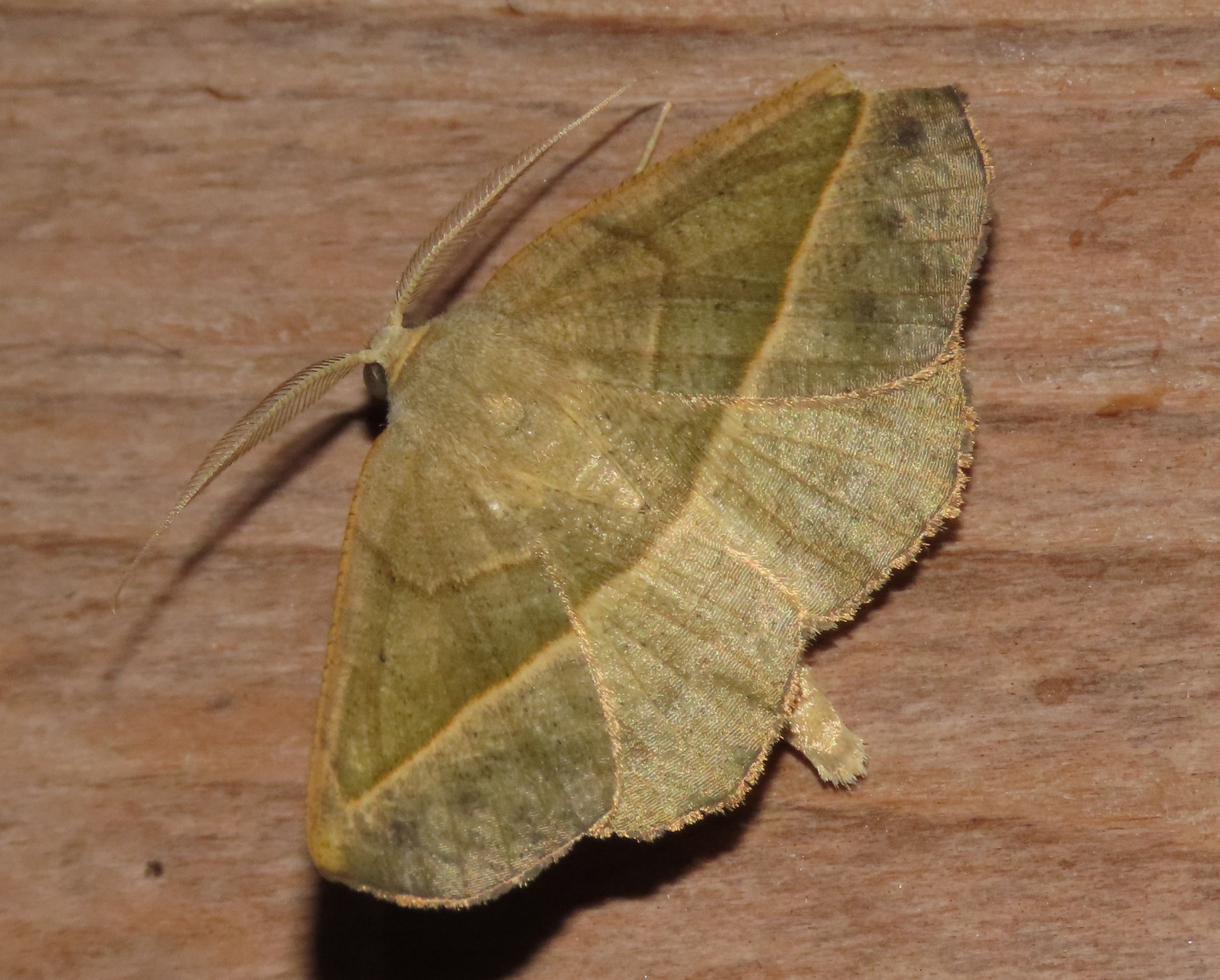 A yellow moth is sitting on a wooden surface.
