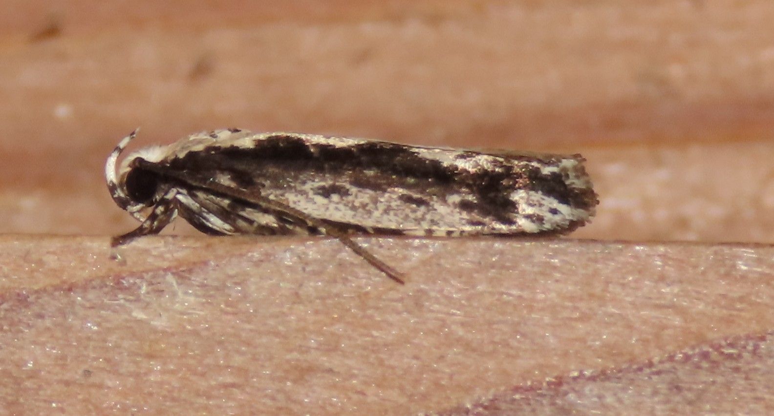 A small black and white moth is sitting on a piece of wood.