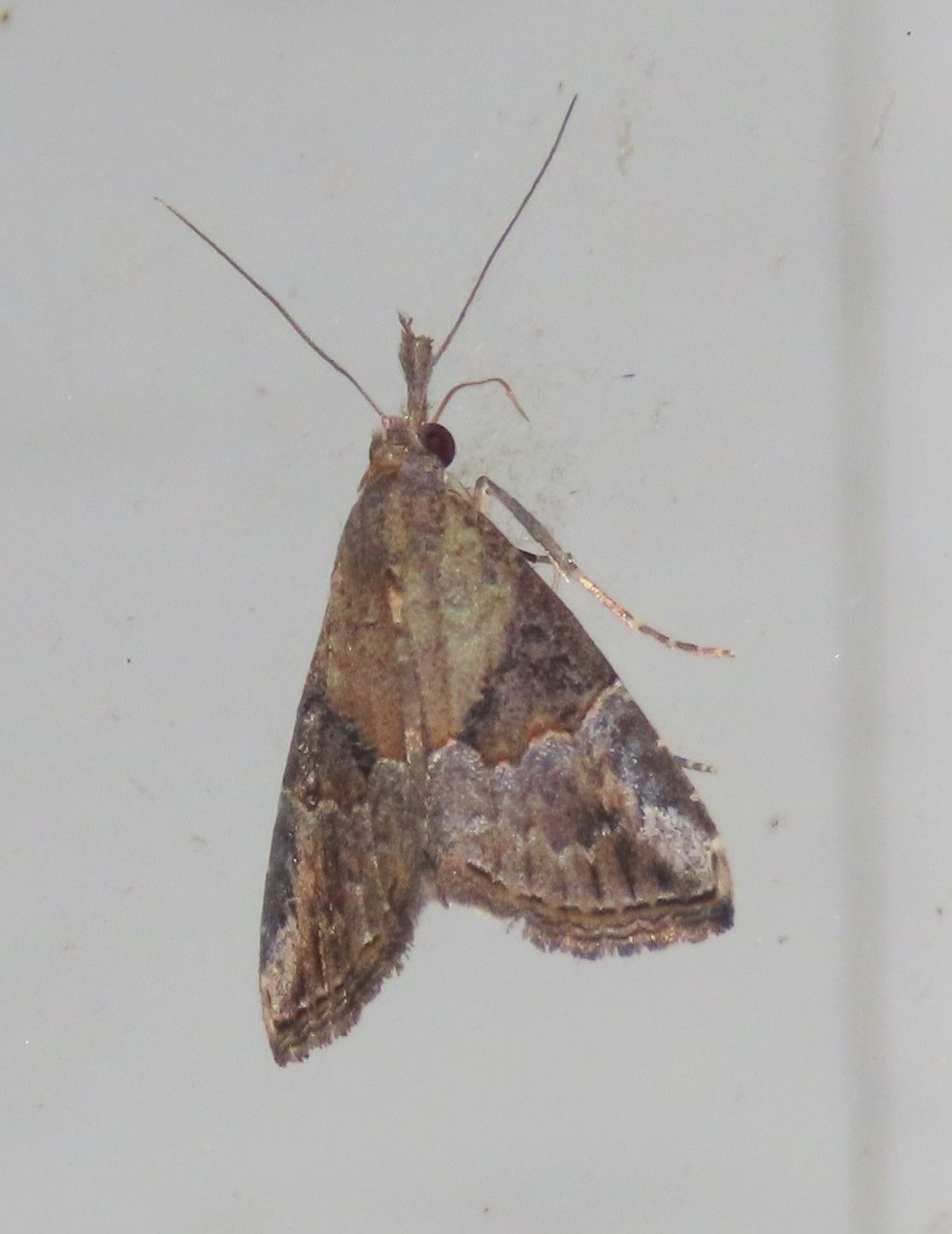 A close up of a moth on a white surface