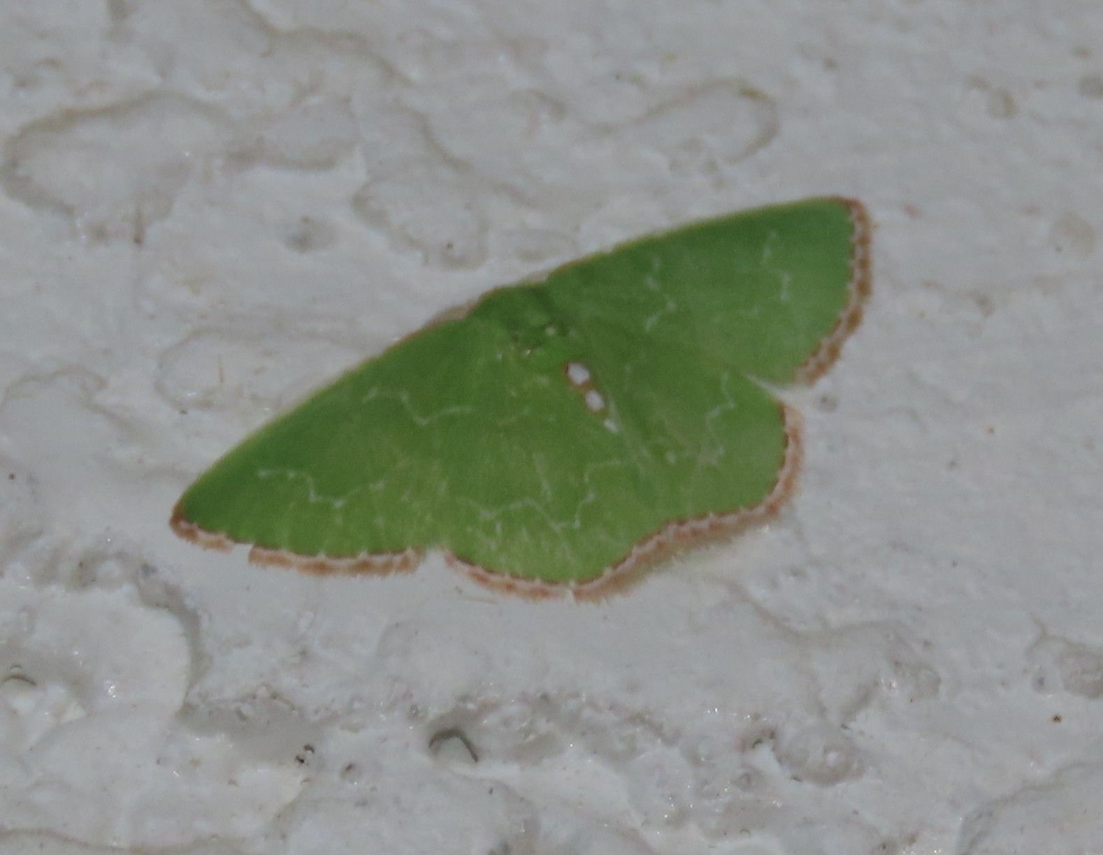 A green moth is sitting on a white surface.