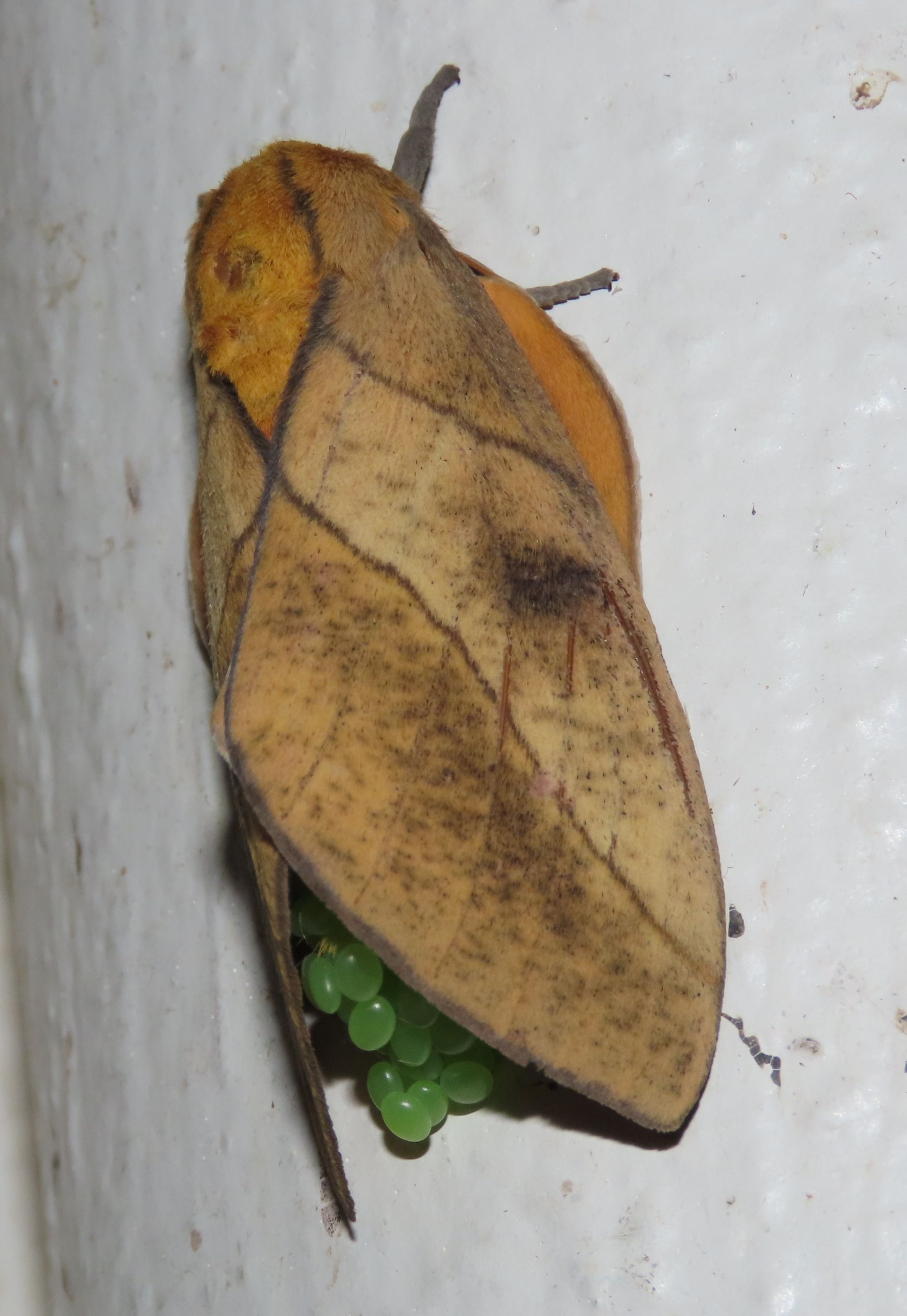 A moth is laying eggs on a white wall