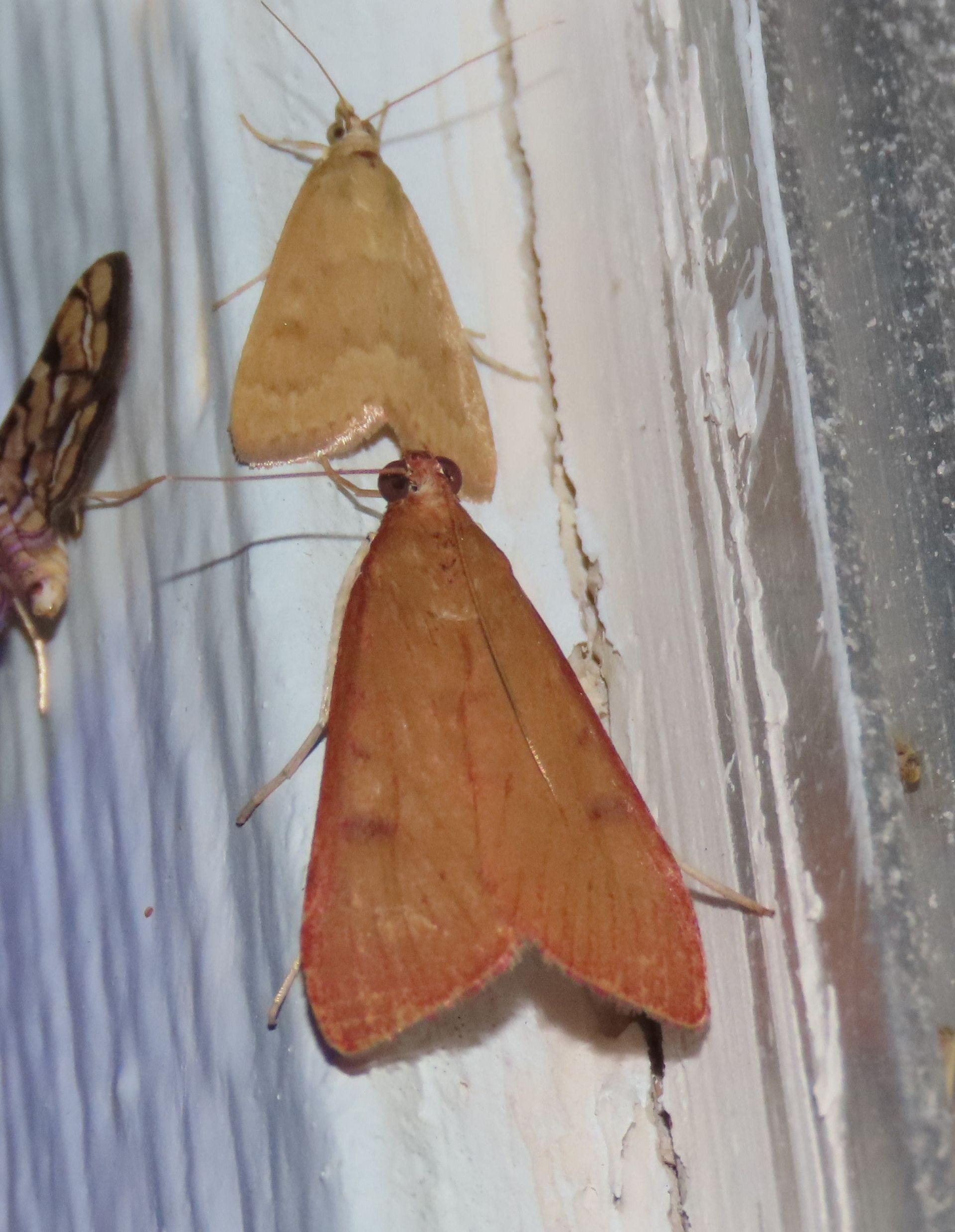 Three moths are sitting on a white surface