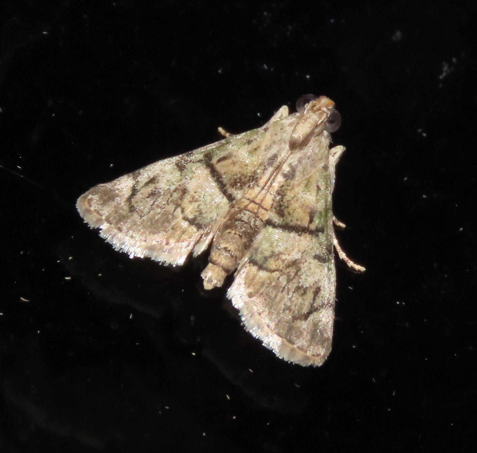 A moth is sitting on a black surface.