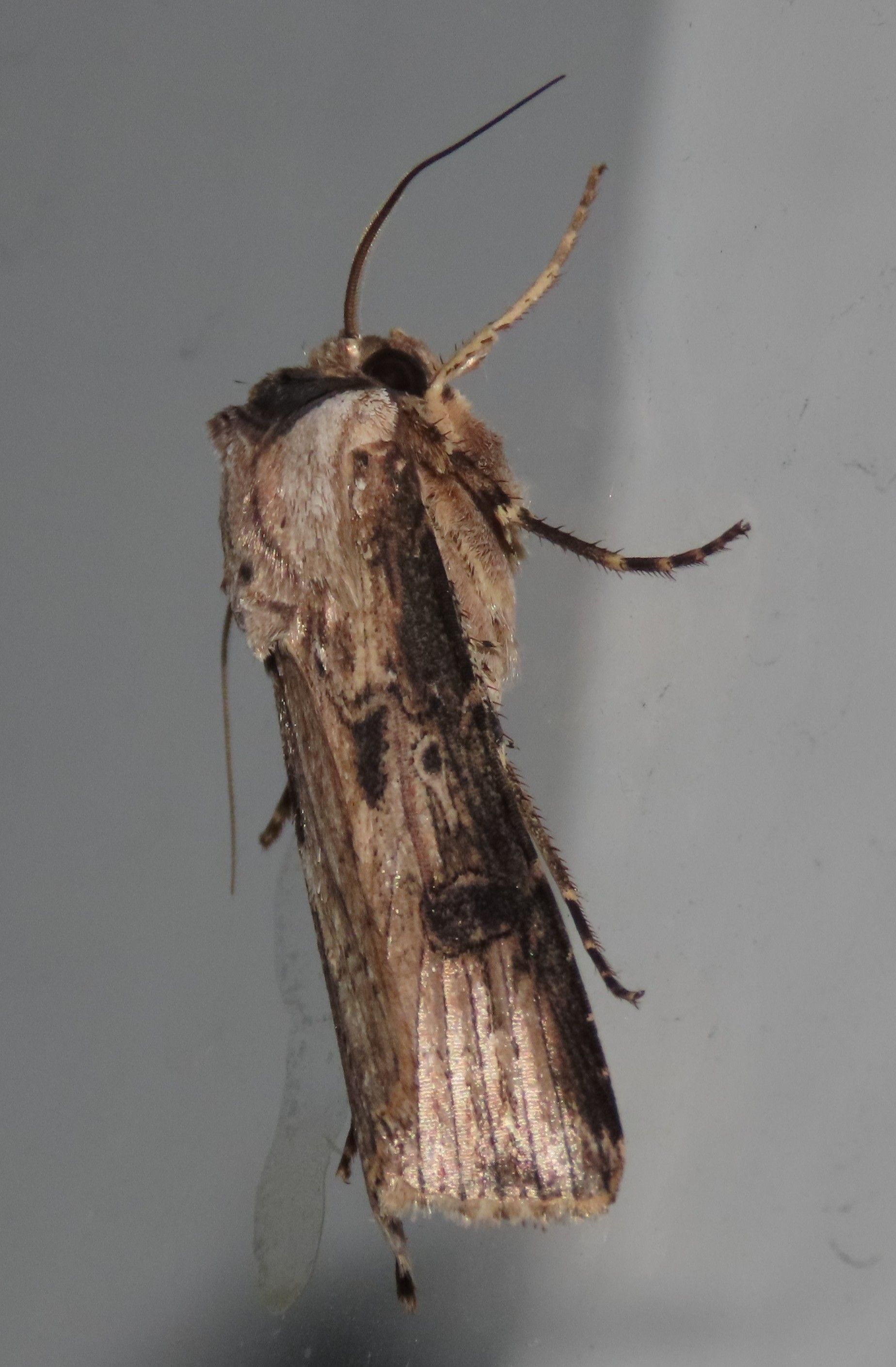 A close up of a moth sitting on a wall.