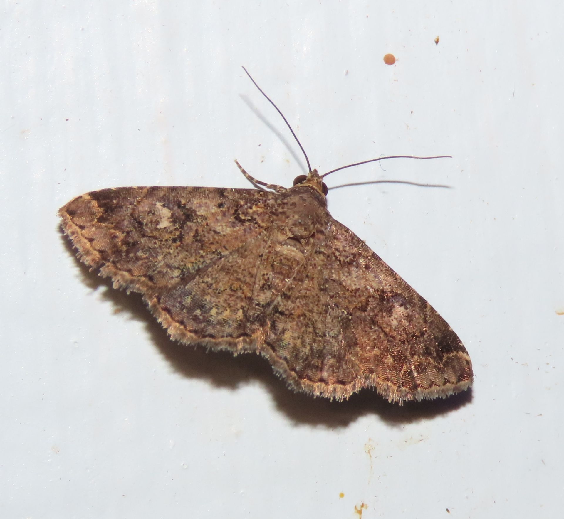A brown moth is sitting on a white surface