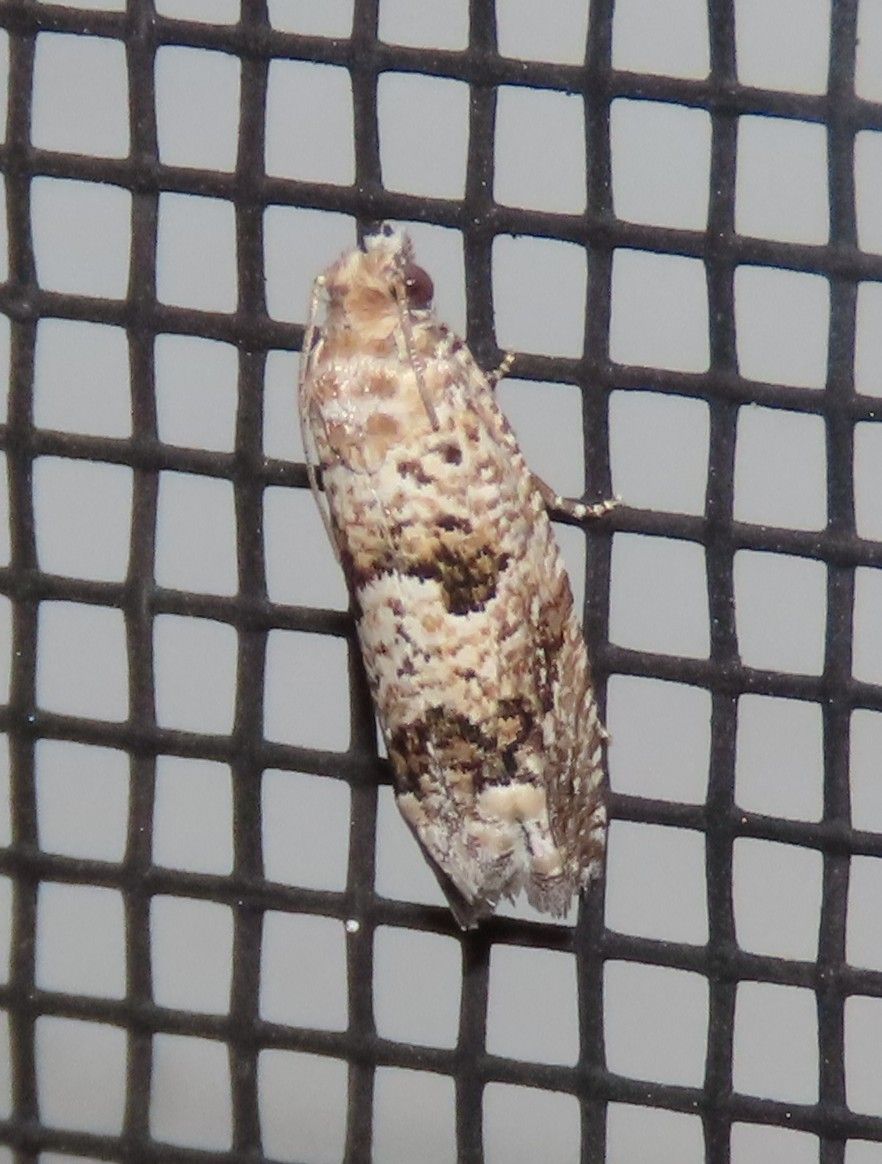 A close up of a moth on a screen