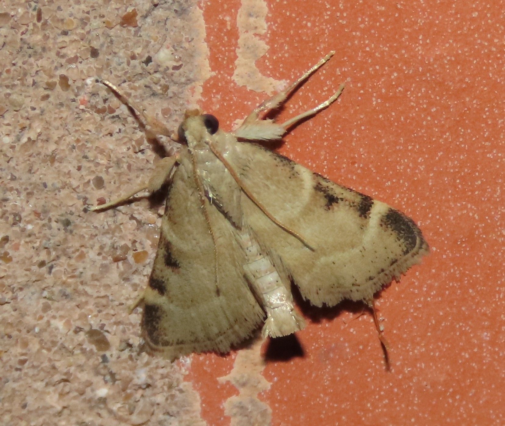 A close up of a moth on a brick wall