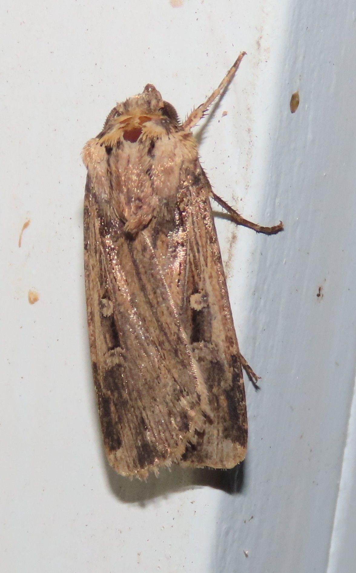A close up of a moth sitting on a white surface.