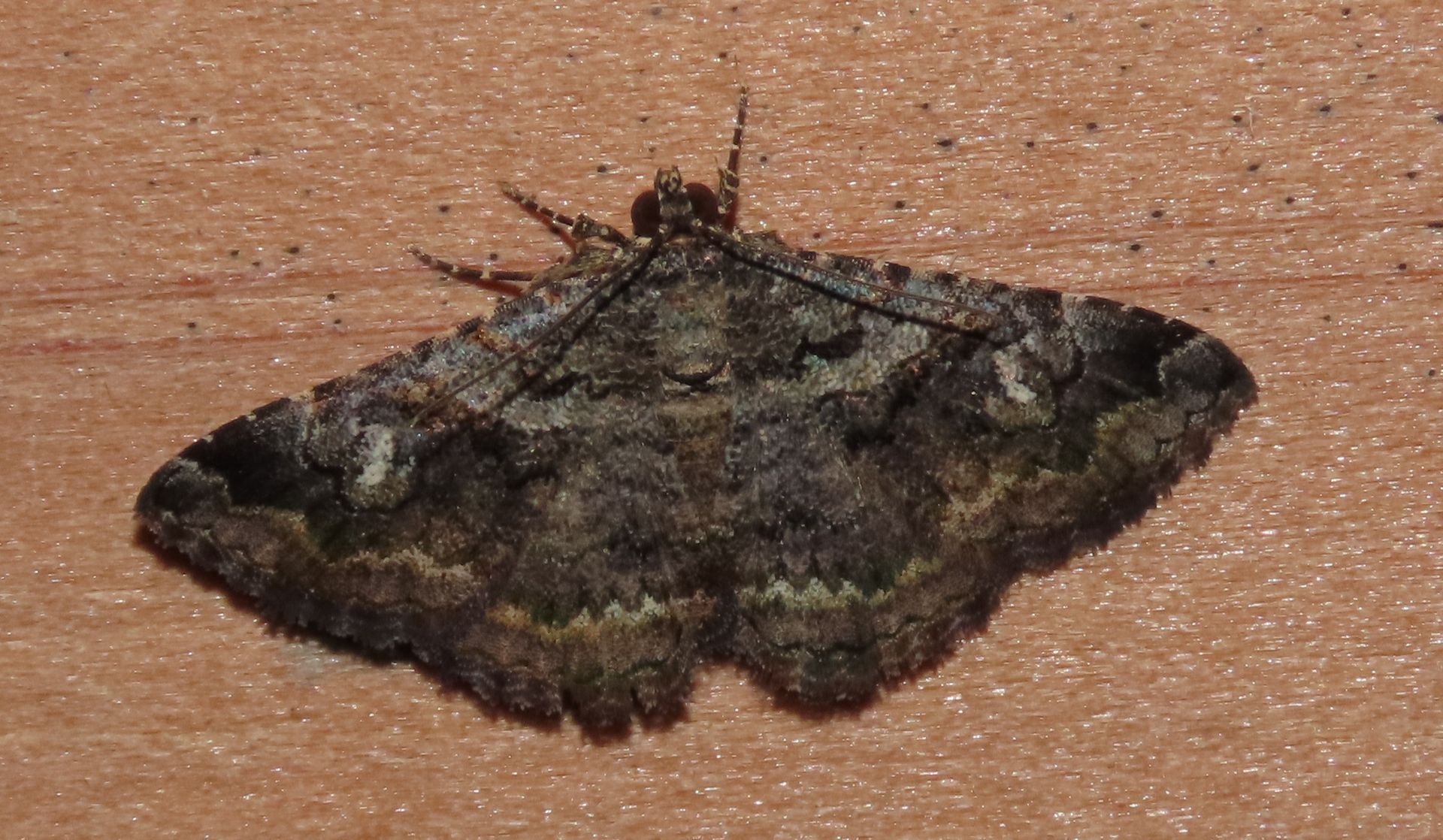 A moth is sitting on a wooden surface.