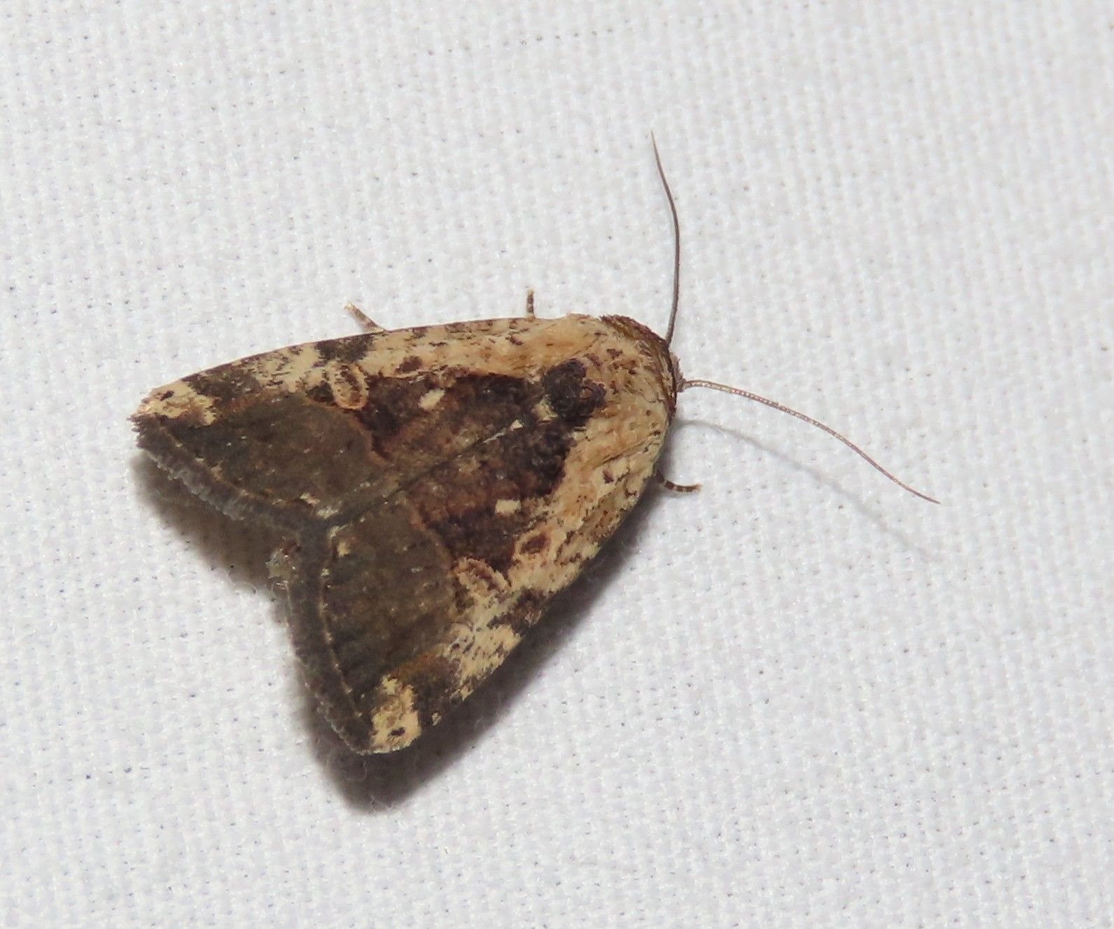 A brown moth is sitting on a white cloth