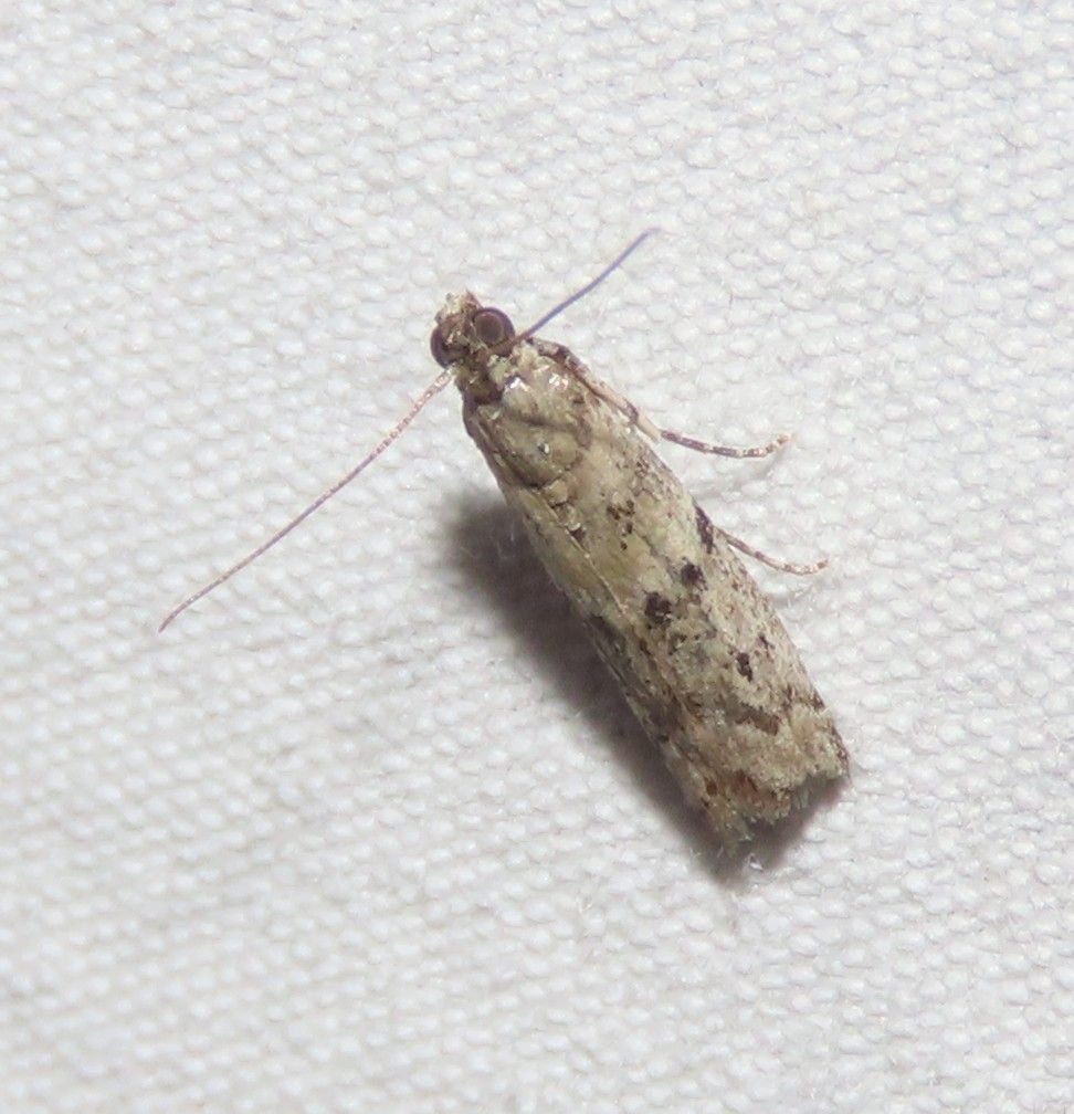 A small moth is sitting on a white surface.