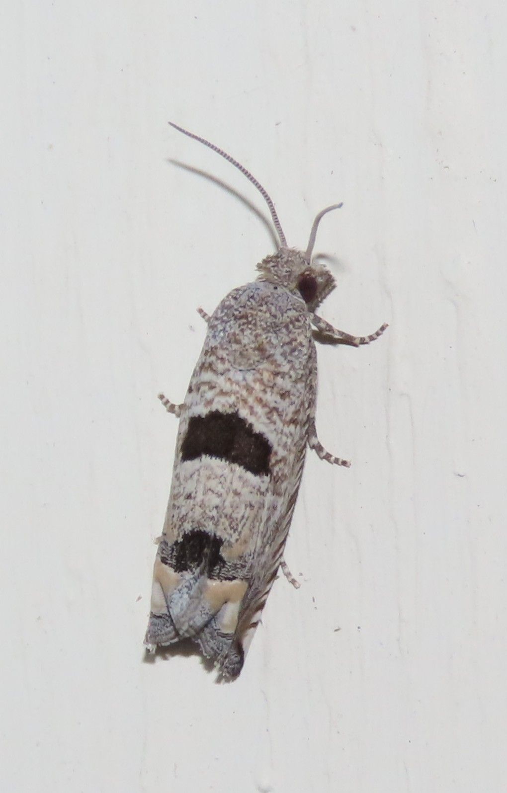 A close up of a moth on a white surface