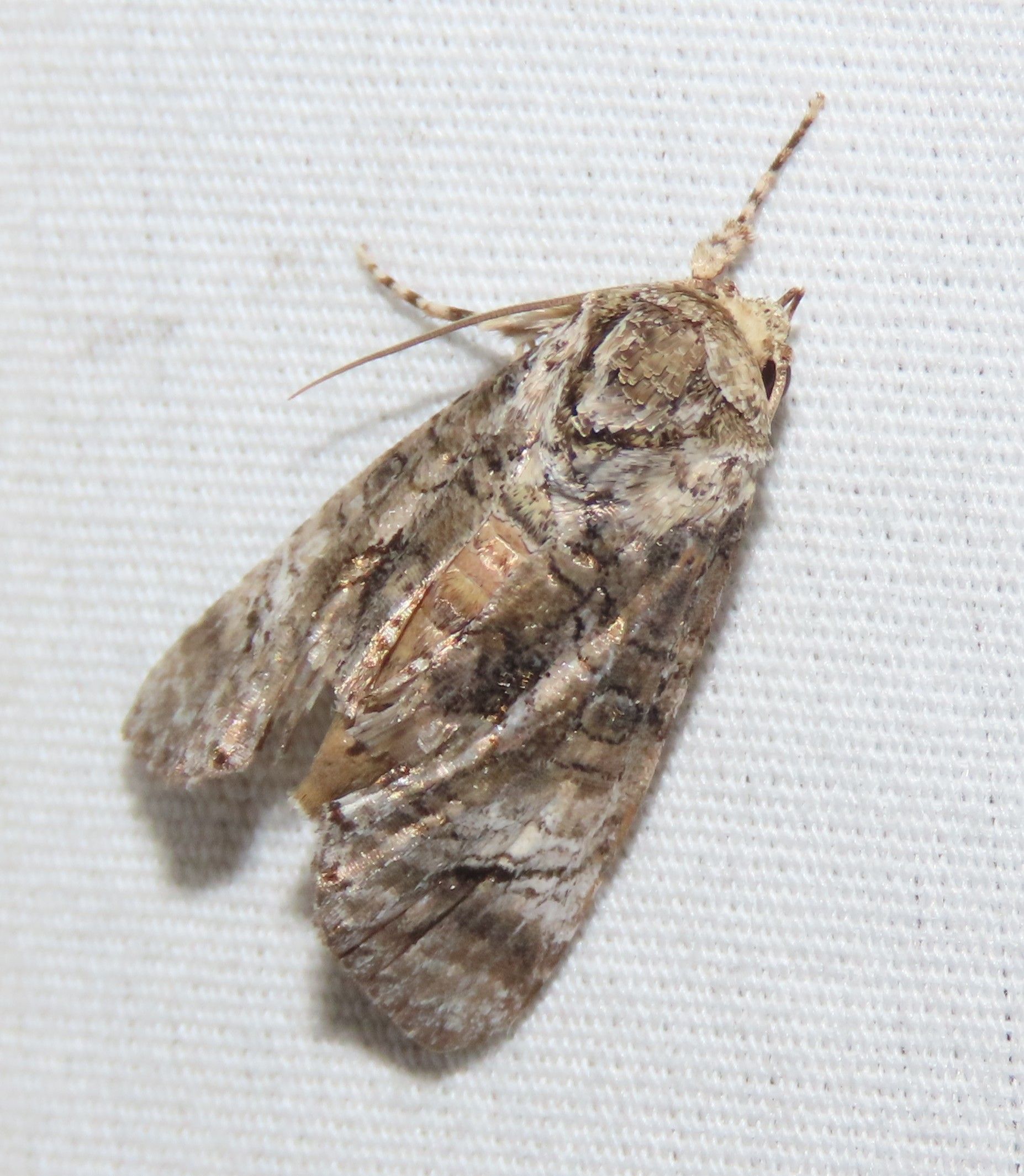 A close up of a moth on a white surface.