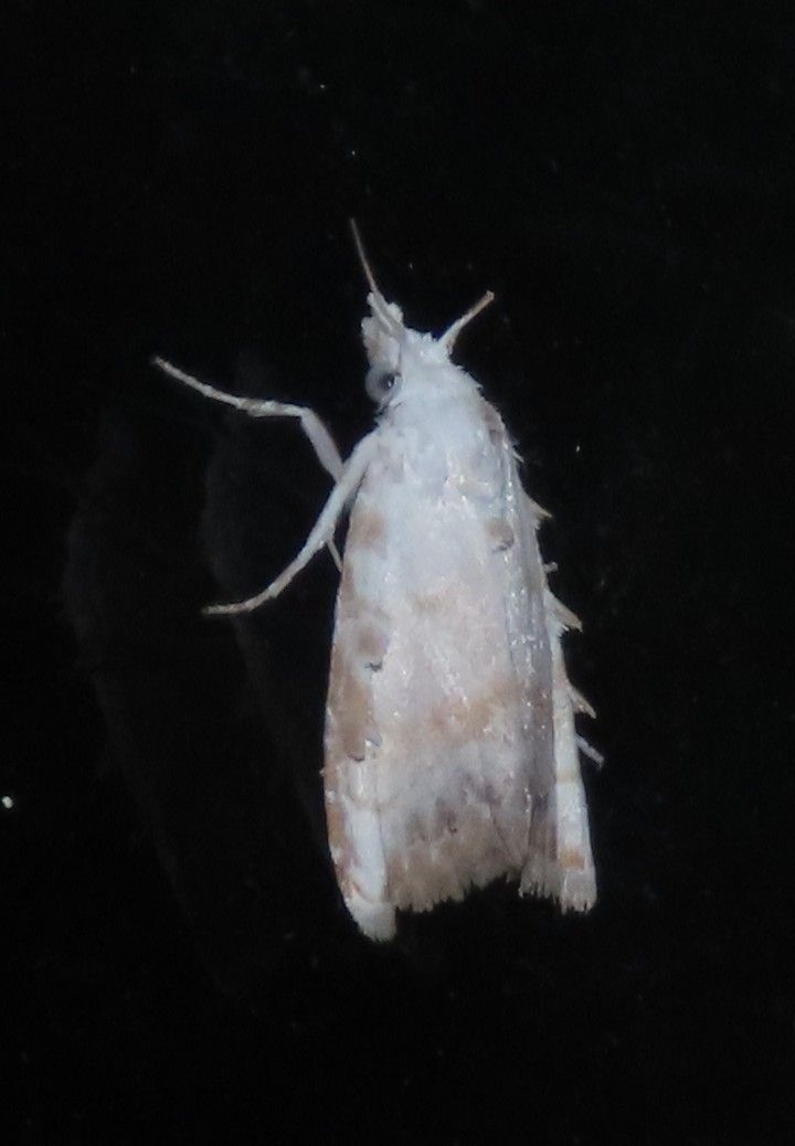 A white moth is sitting on a black surface.