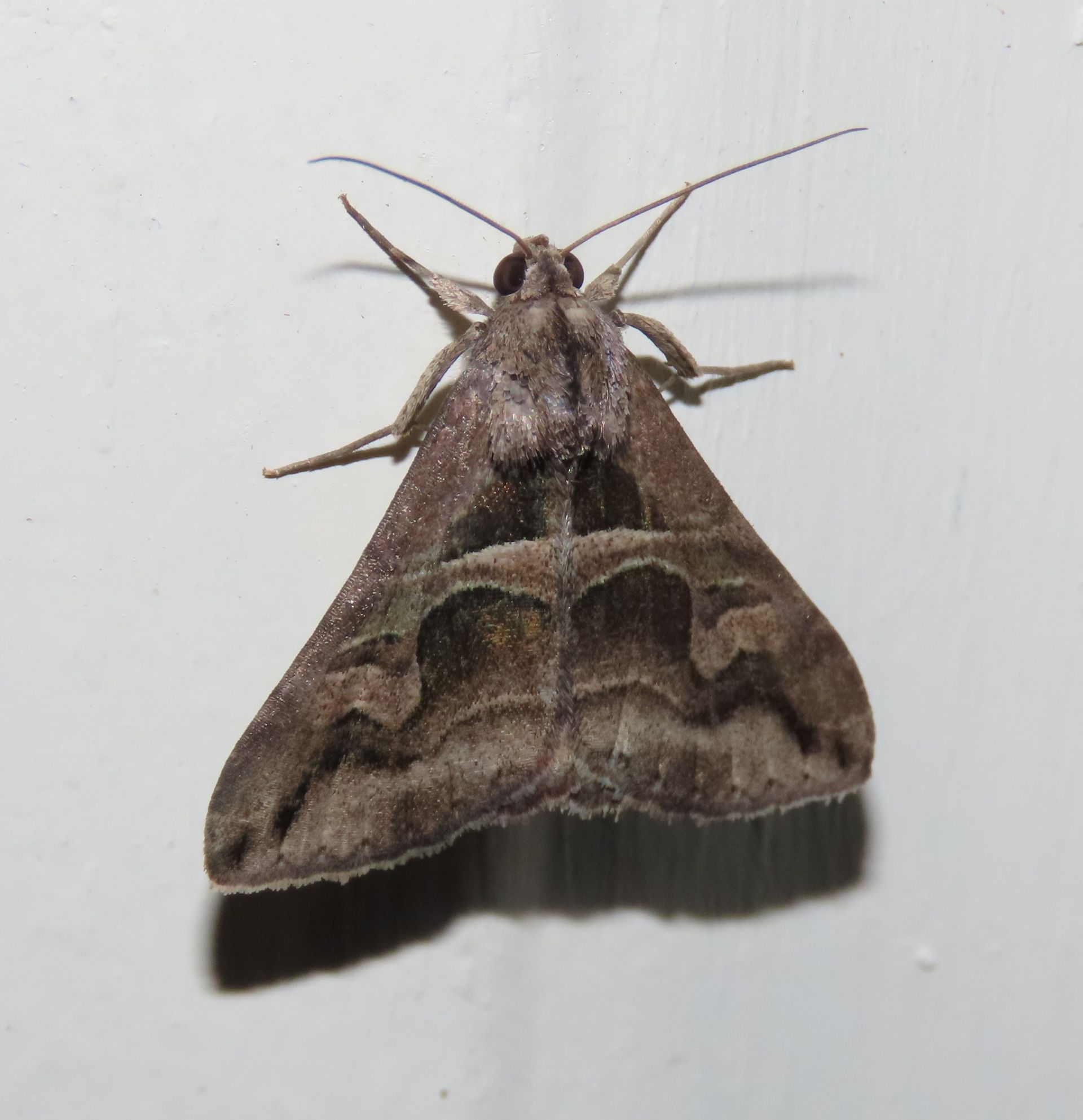 A close up of a moth on a white surface