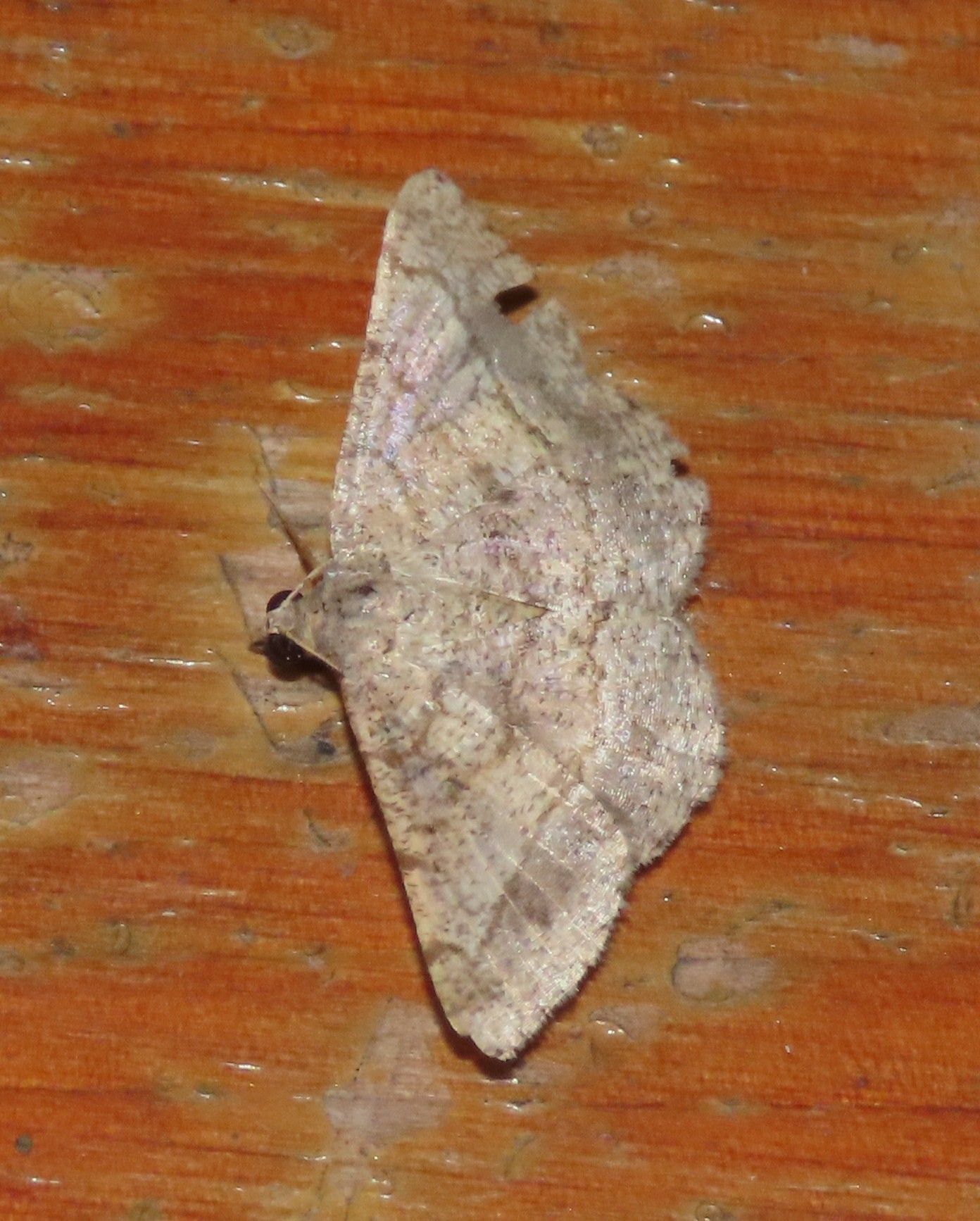 A moth is sitting on a wooden surface.