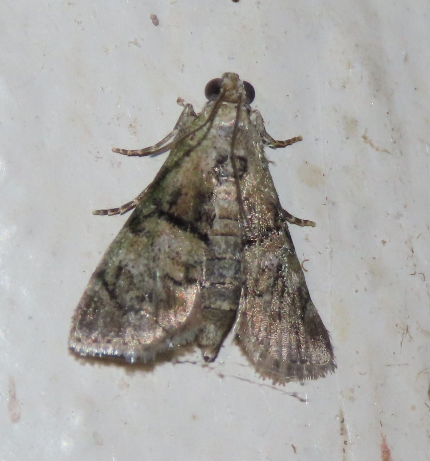 A close up of a moth on a white surface