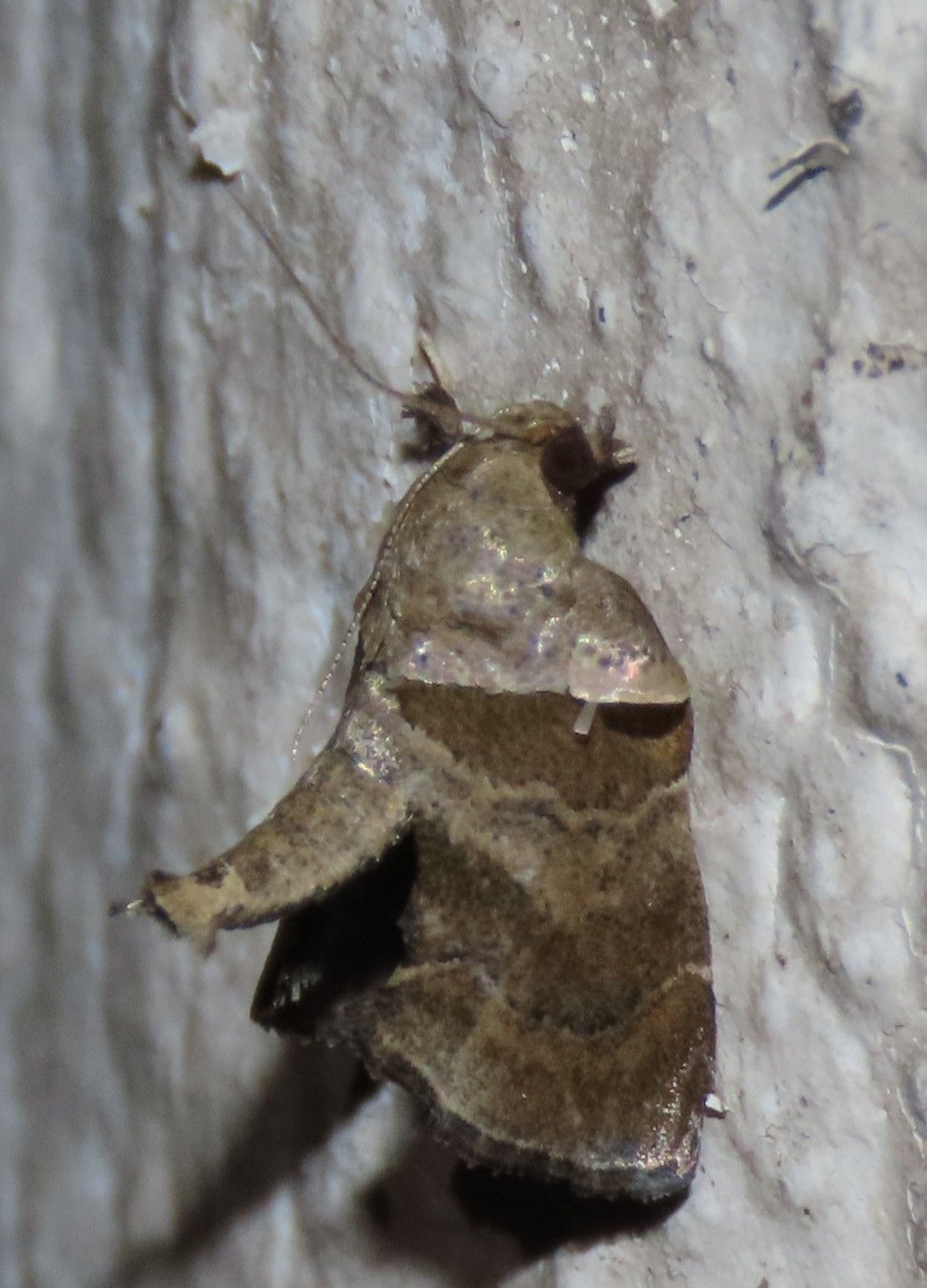 A moth is sitting on a tree trunk.