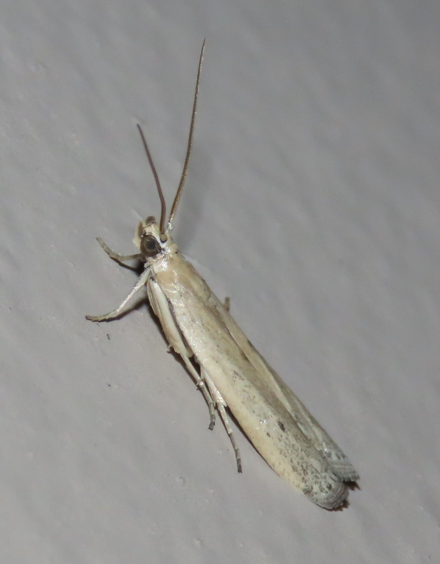 A close up of a moth on a white surface