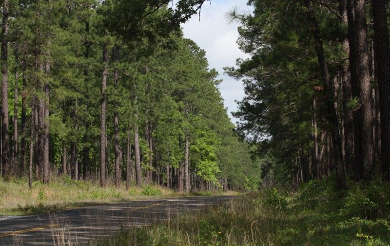 A road going through a forest with trees on both sides.