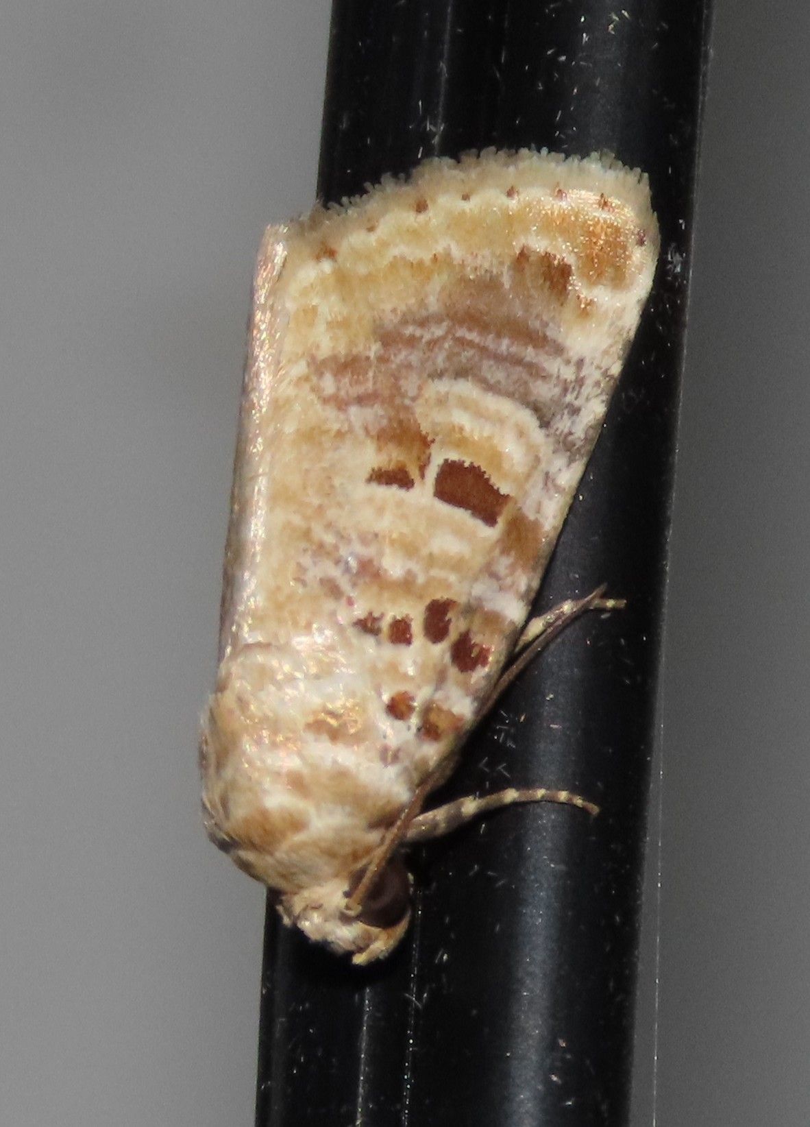 A moth is sitting on a black pipe.