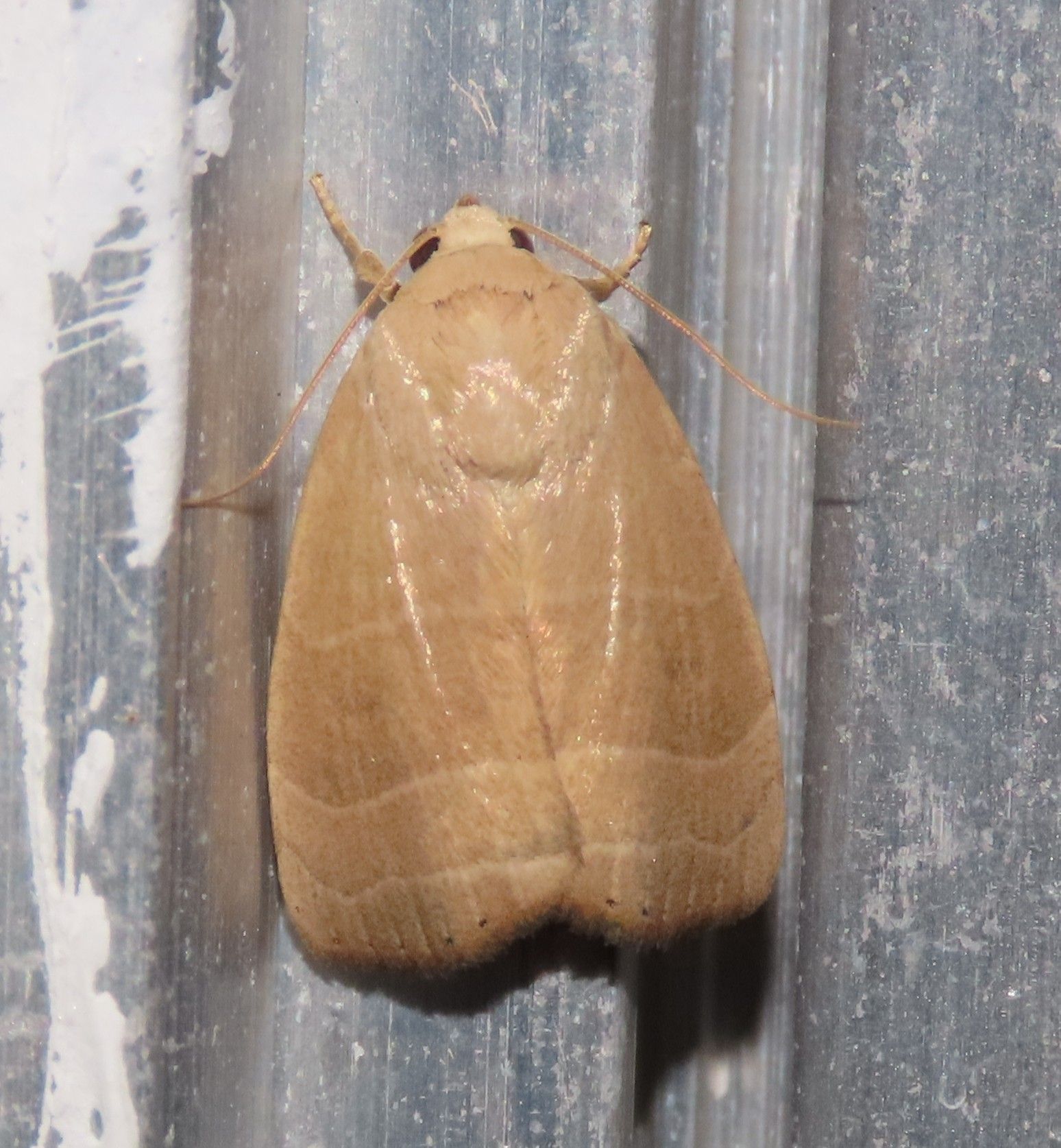 A close up of a moth sitting on a metal surface.